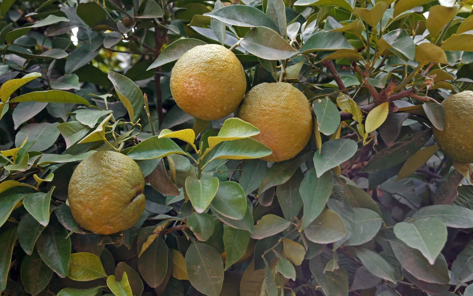 Seville oranges on the tree, their rind rough and deeply pitted