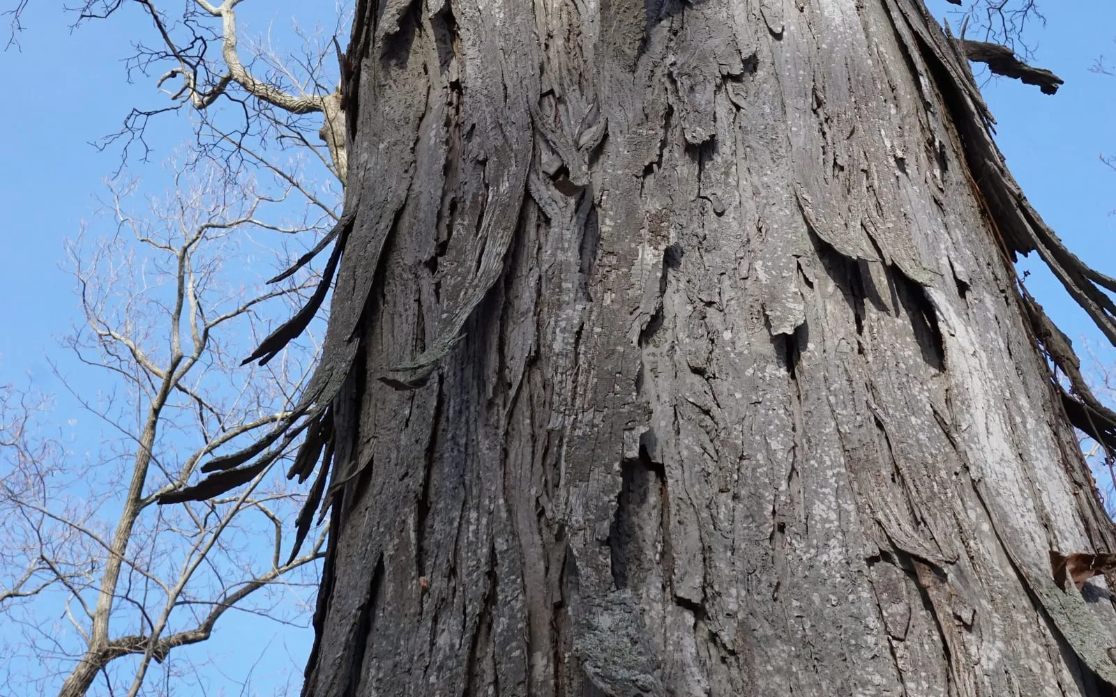 Close-up of a shagbark hickory trunk showing long, thick grey bark plates curling away from the tree