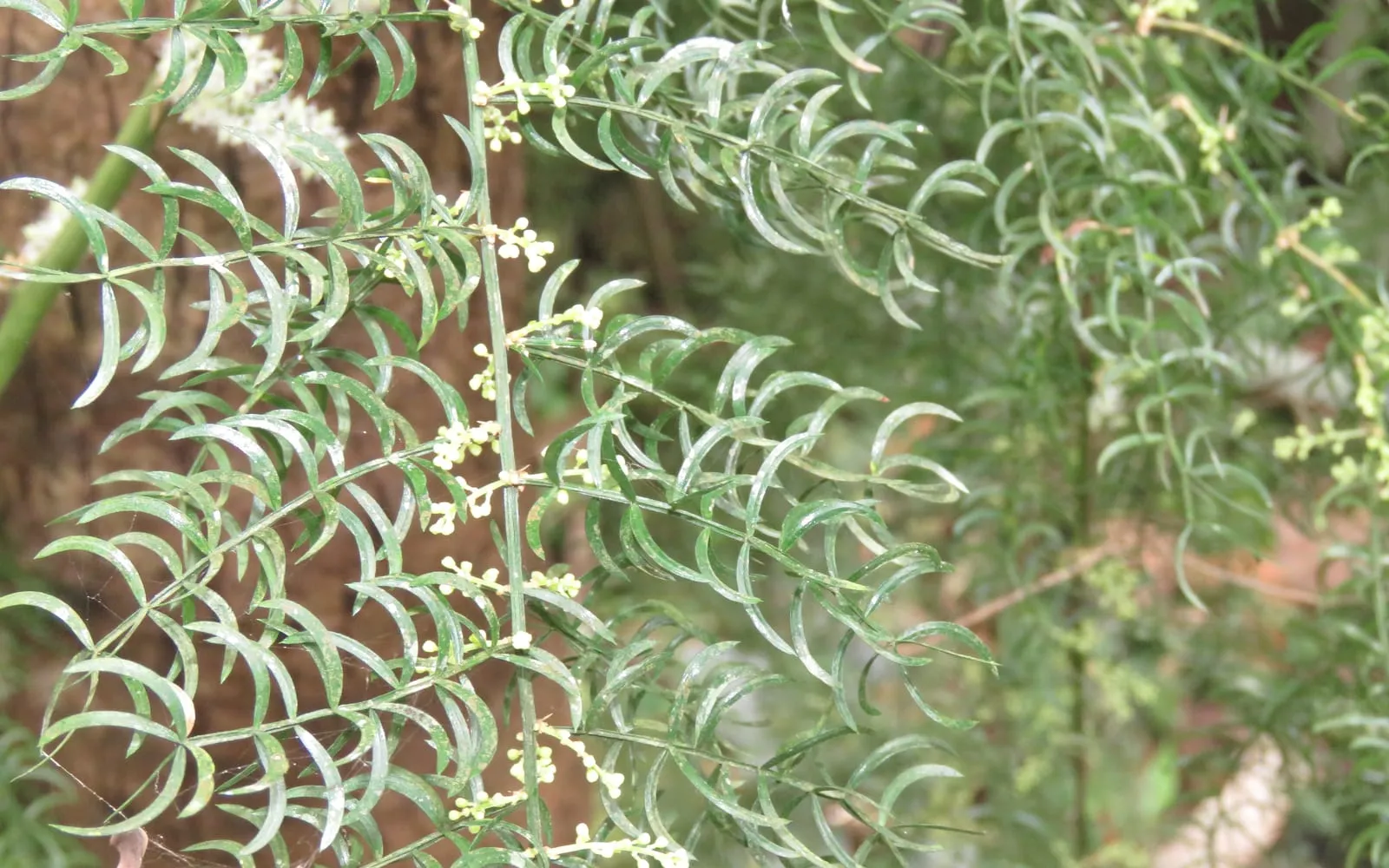 Shatavari with fine needle-like foliage and short sprays of small white flowers