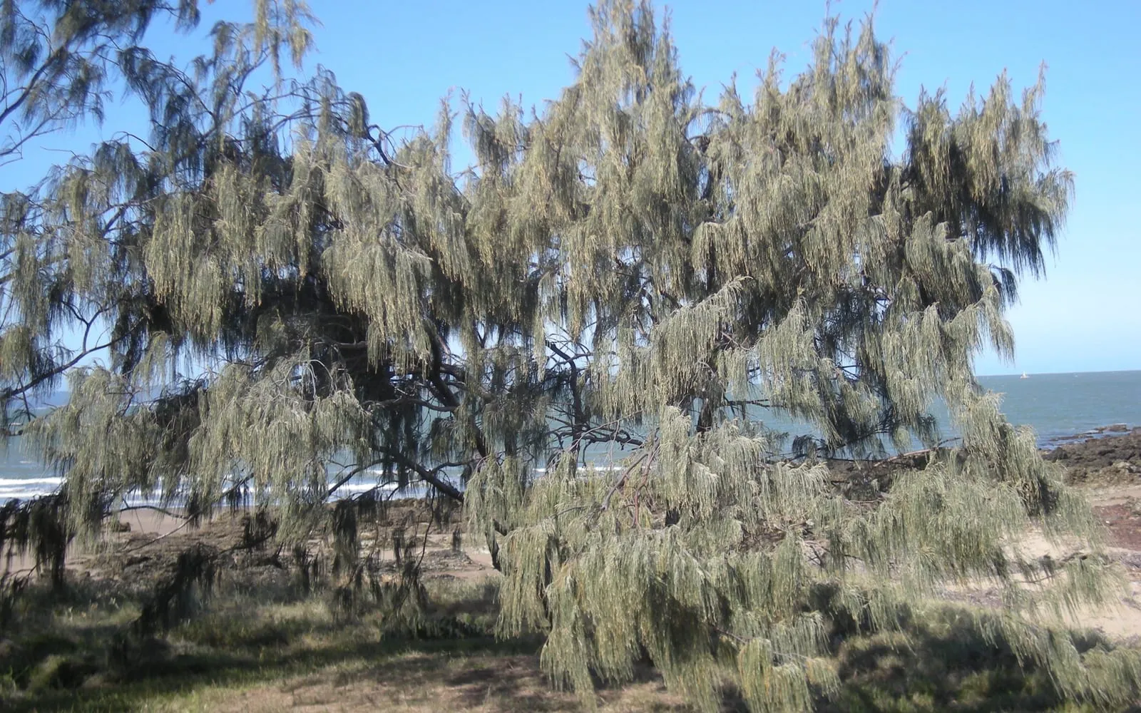 A large she-oak tree with drooping, needle-like green branchlets, growing on a beach beside the sea