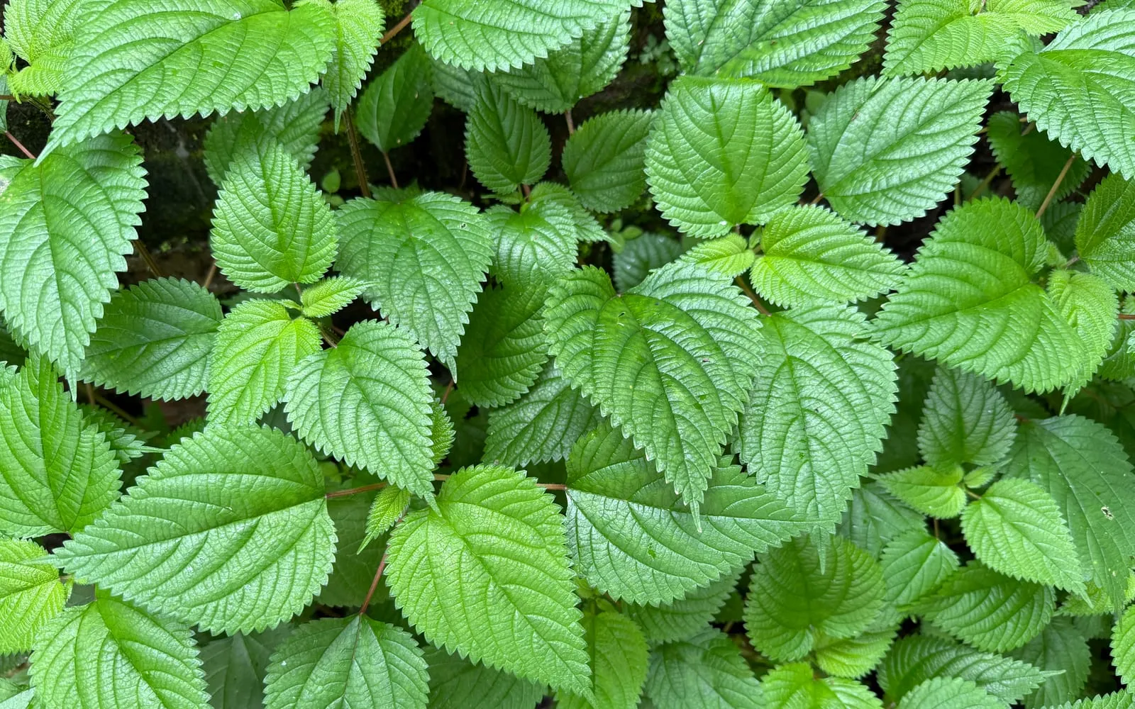 A mass of green shiso leaves, broad, pointed and deeply toothed