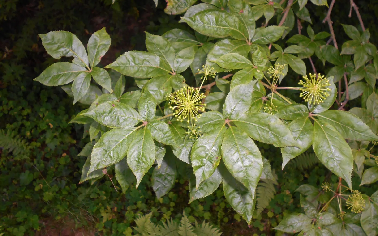 Siberian ginseng foliage, with five-fingered leaves and rounded umbels of small flowers