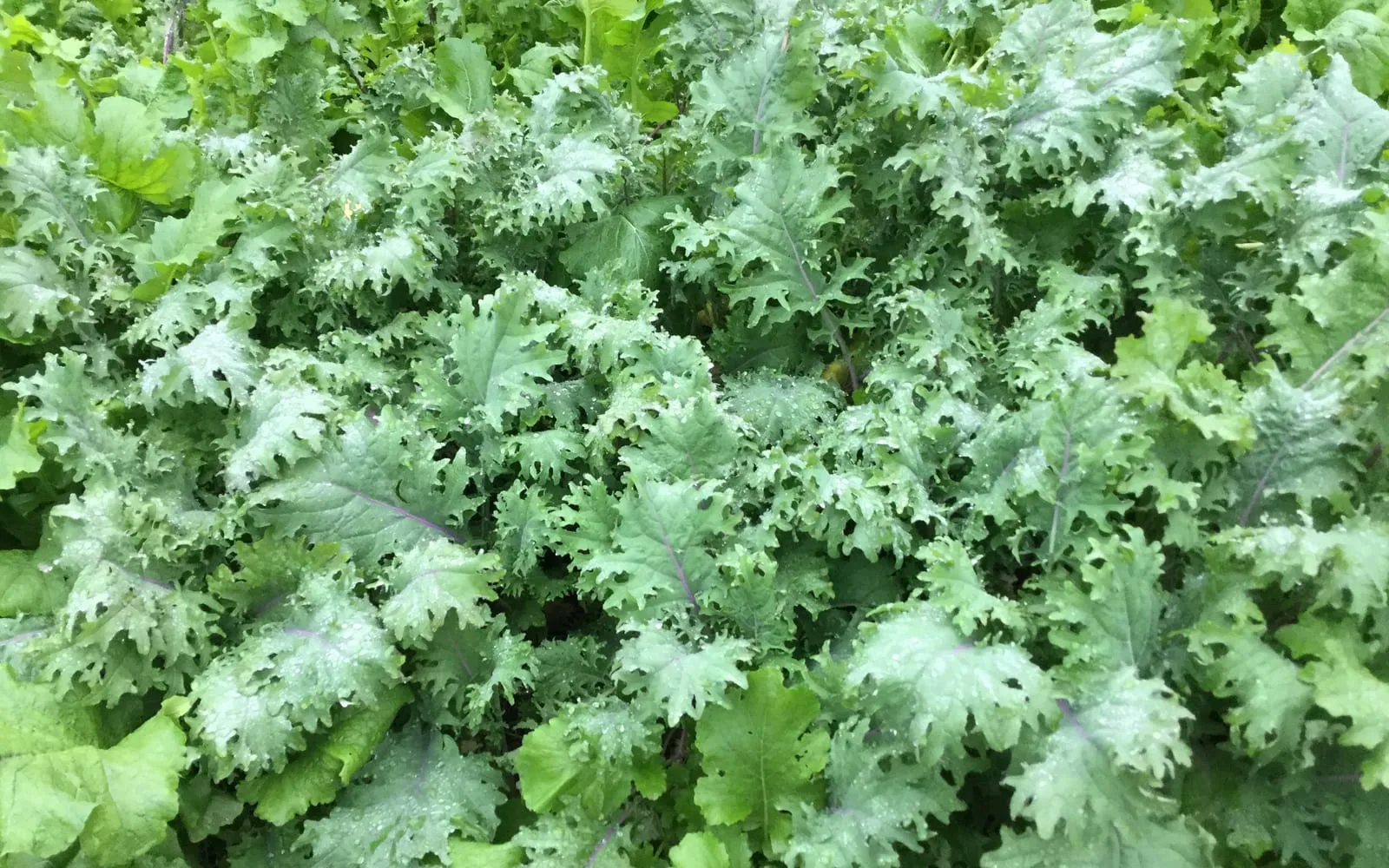 Siberian kale growing in a bed, its ruffled grey-green leaves carried on purple midribs
