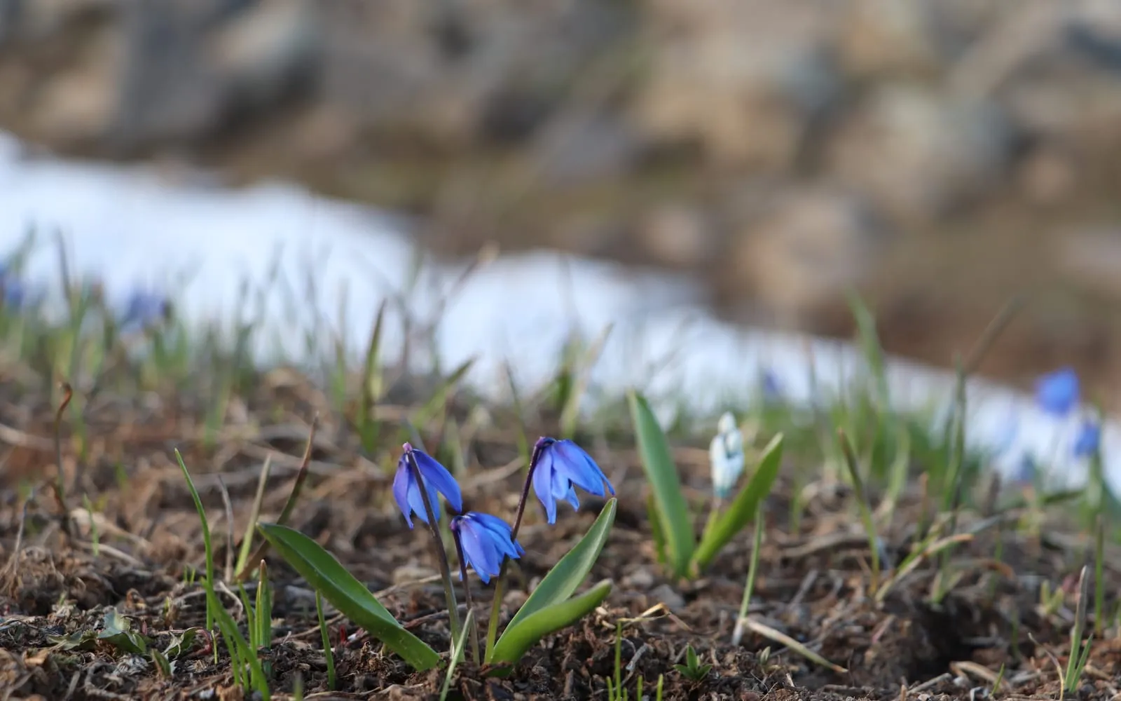 Nodding, deep blue, bell-shaped Scilla siberica flowers with strap-shaped leaves emerging beside a patch of late snow.