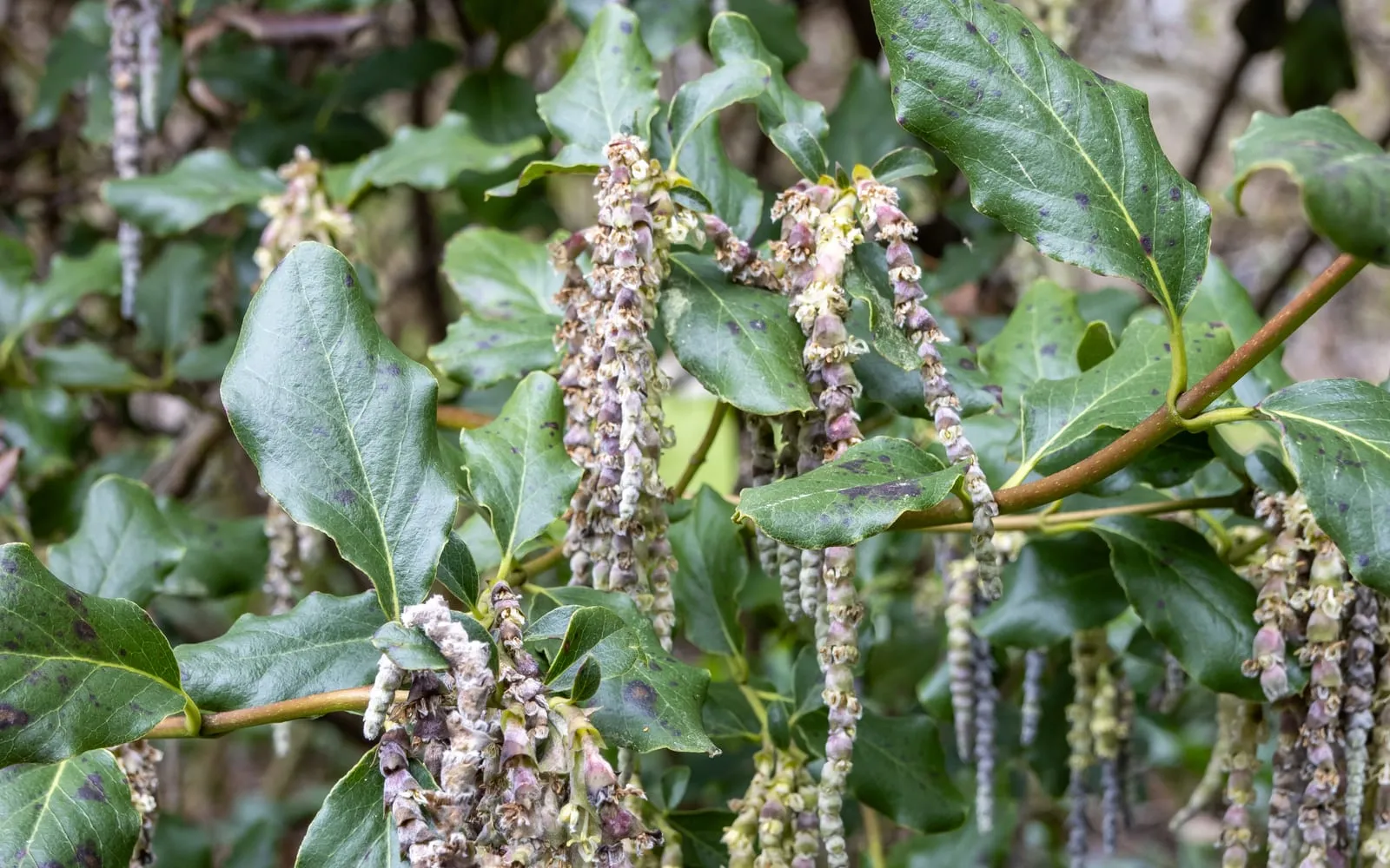 Long silvery-grey catkins of Garrya elliptica hanging among glossy, wavy-edged leaves