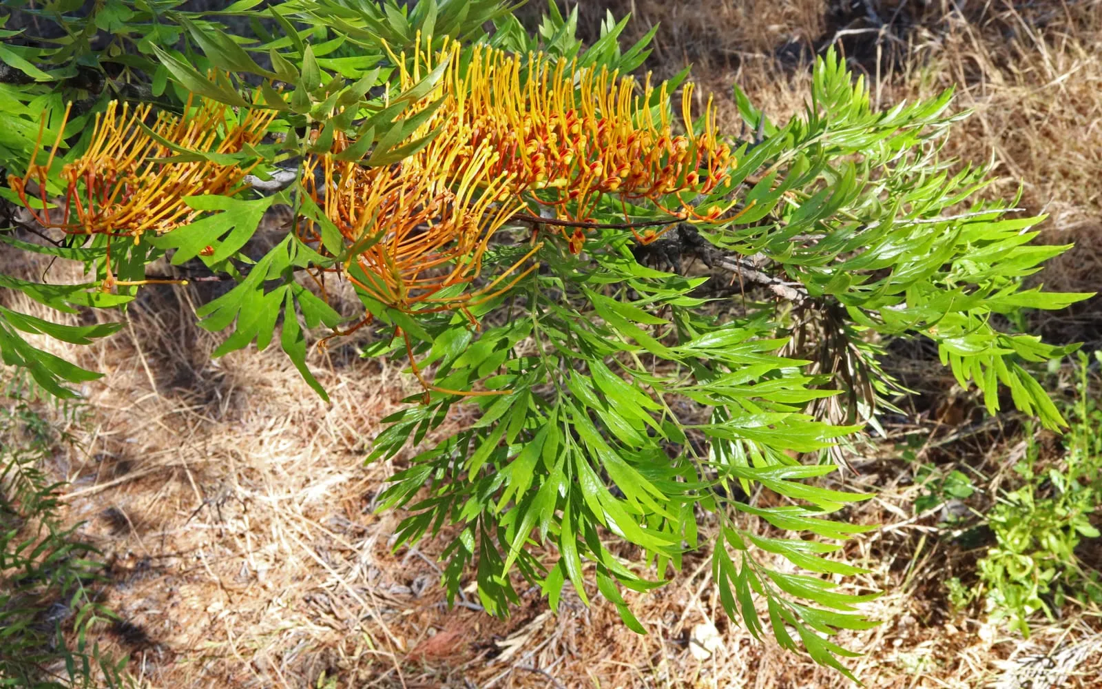 A golden-orange toothbrush-shaped silky oak flower raceme against fern-like, deeply divided green foliage