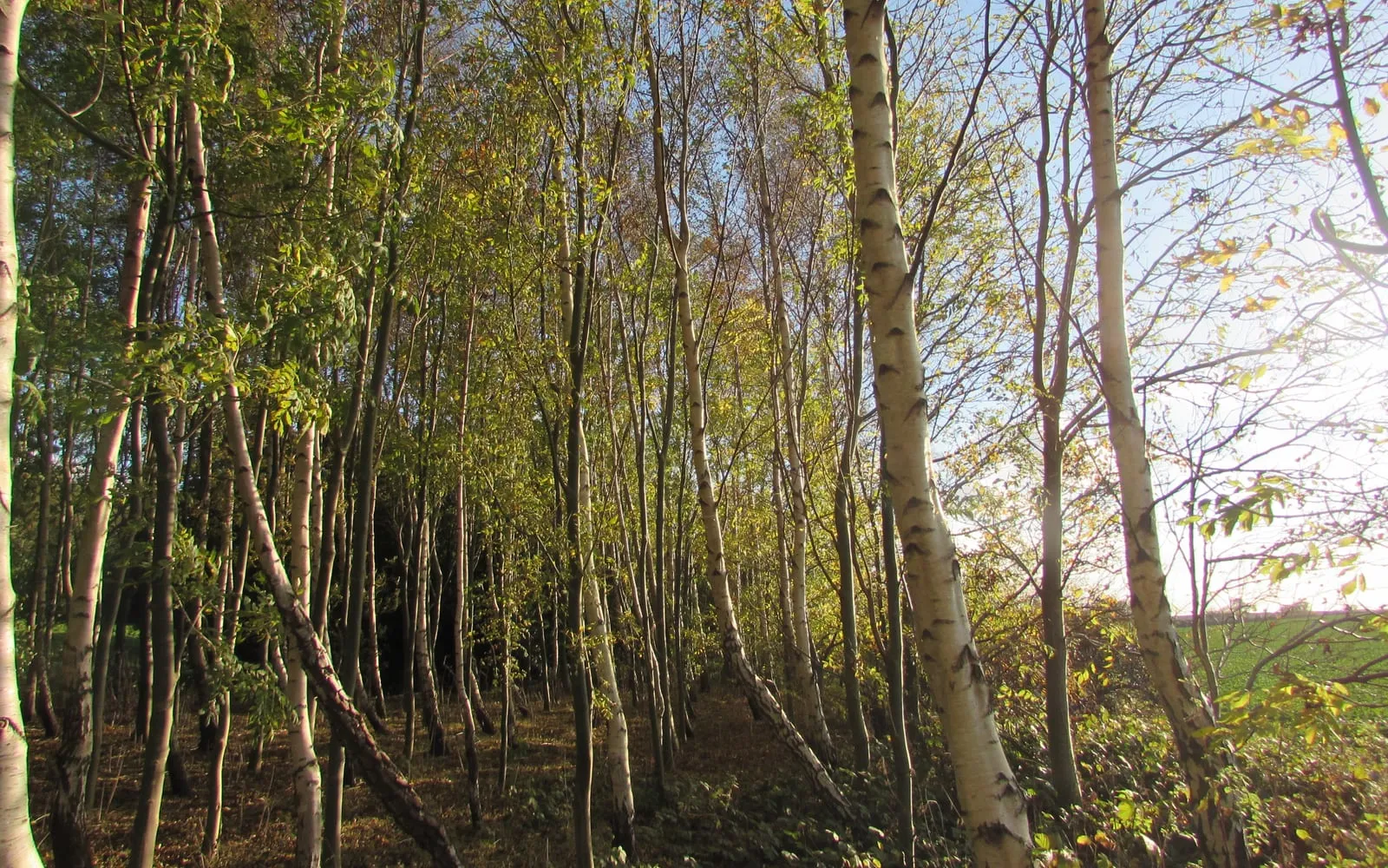 A stand of slender white-barked silver birches in autumn with low sun through the canopy