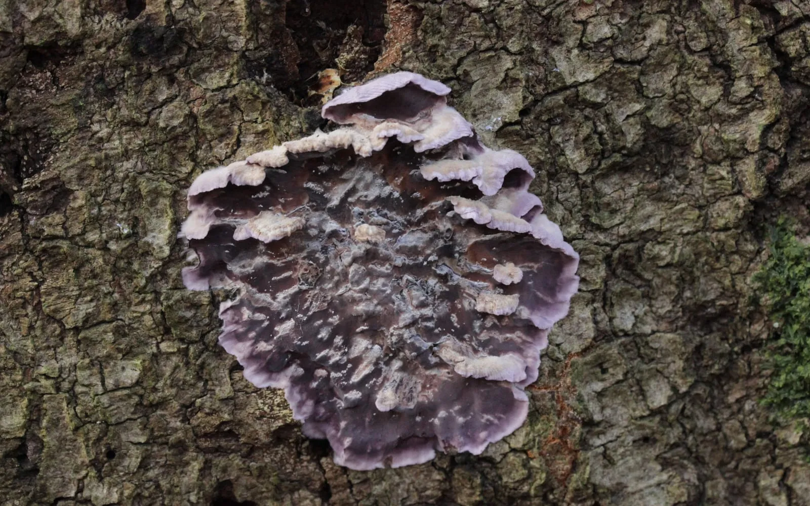 A flat overlapping bracket fungus on tree bark, purple-brown with a wavy pale lilac and cream edge