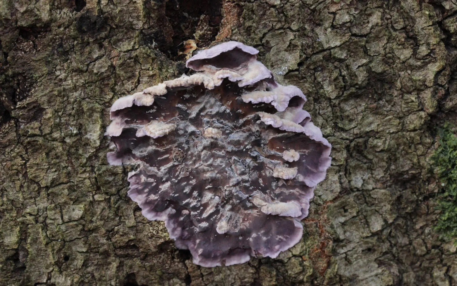 Several overlapping purple-brown bracket fungi with pale wavy edges growing in a row along dead bark