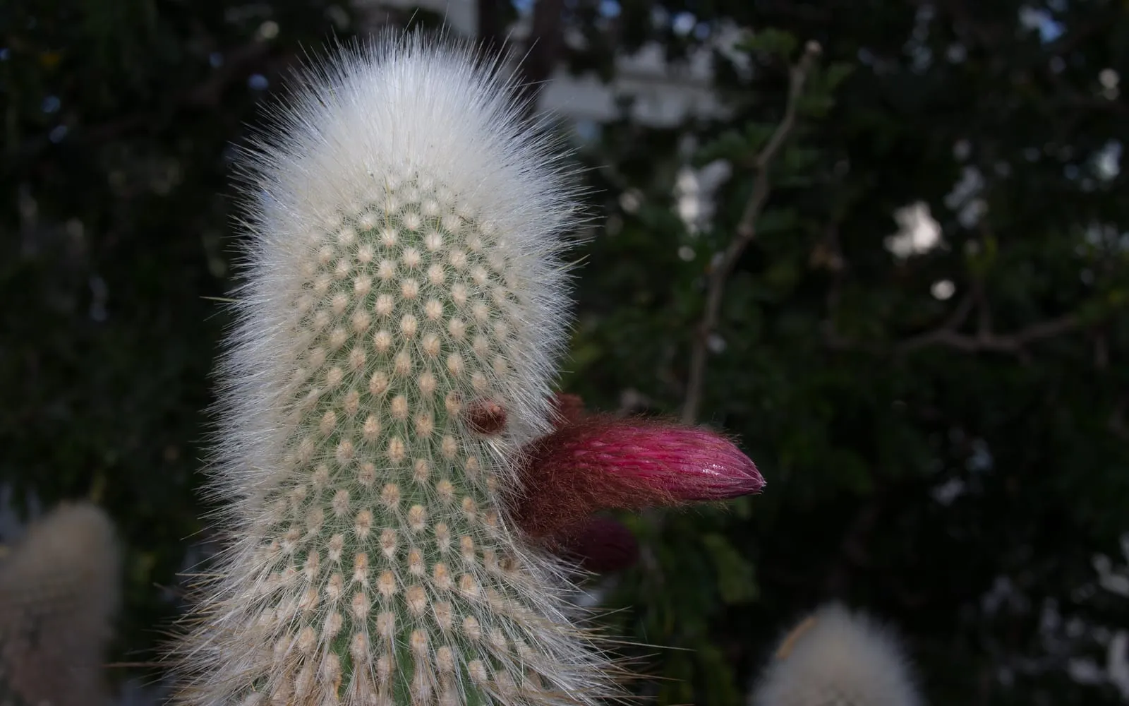 The silvery, densely spined tip of a silver torch cactus column with a deep magenta flower bud emerging from its side
