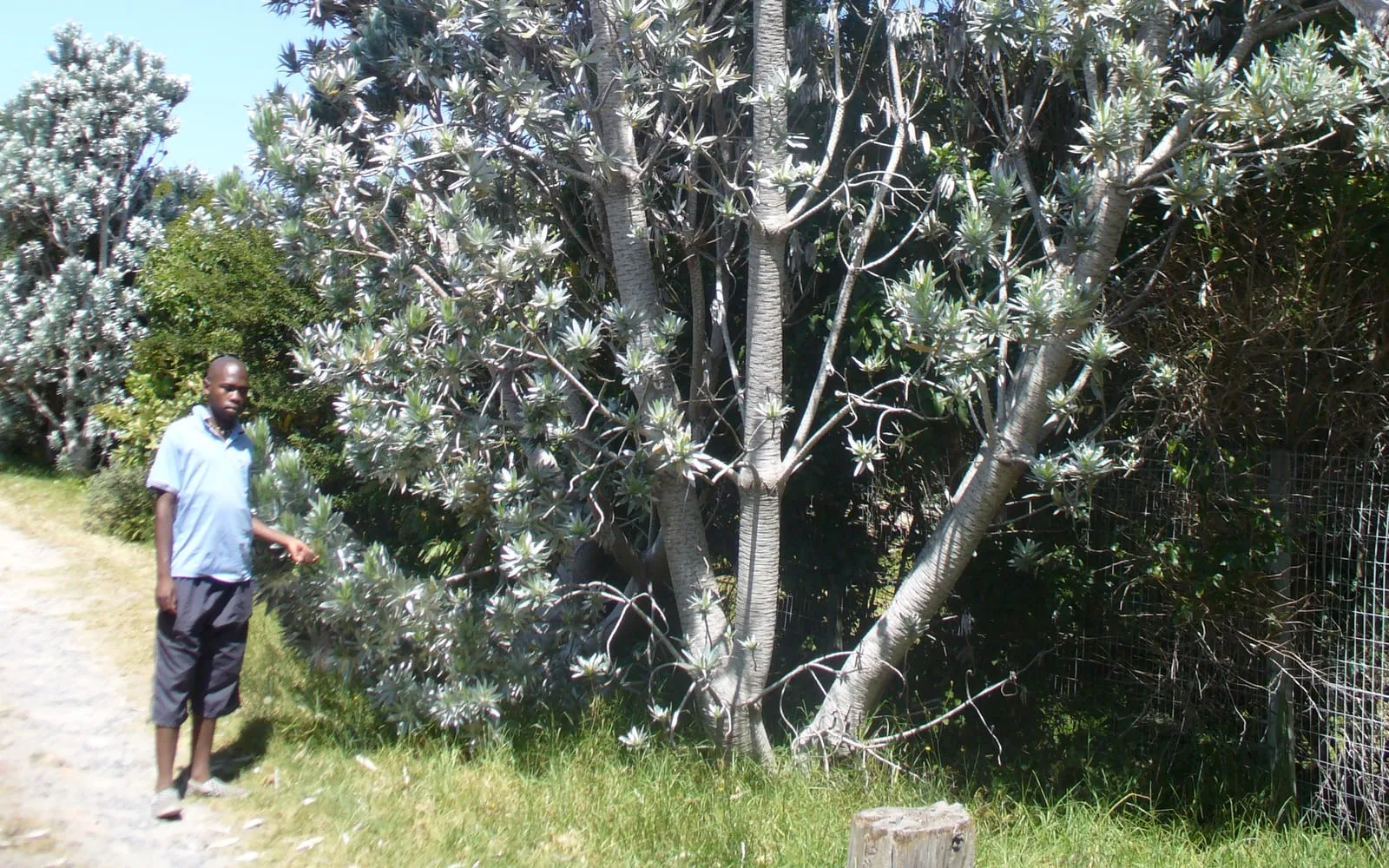 A tall silver tree with a broad crown of silky, silver-grey leaves and pale bark