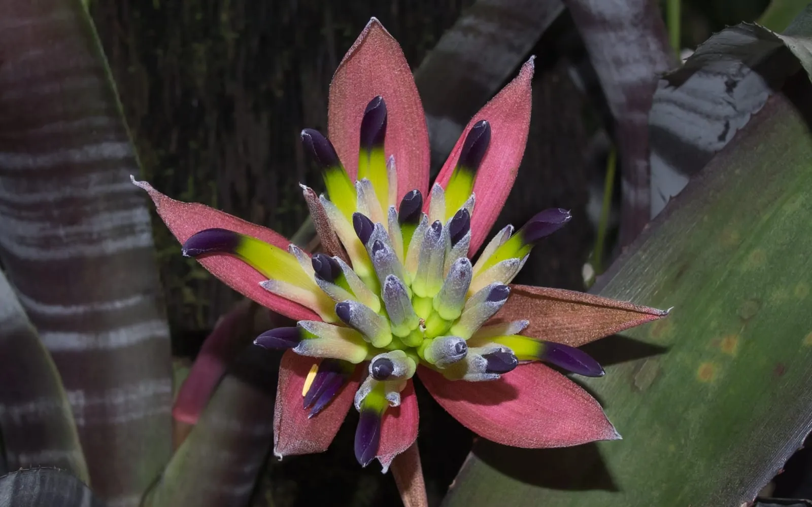 A close-up, top-down view of an Aechmea fasciata flower spike, with pointed pink bracts surrounding a cluster of blue-violet tubular flowers