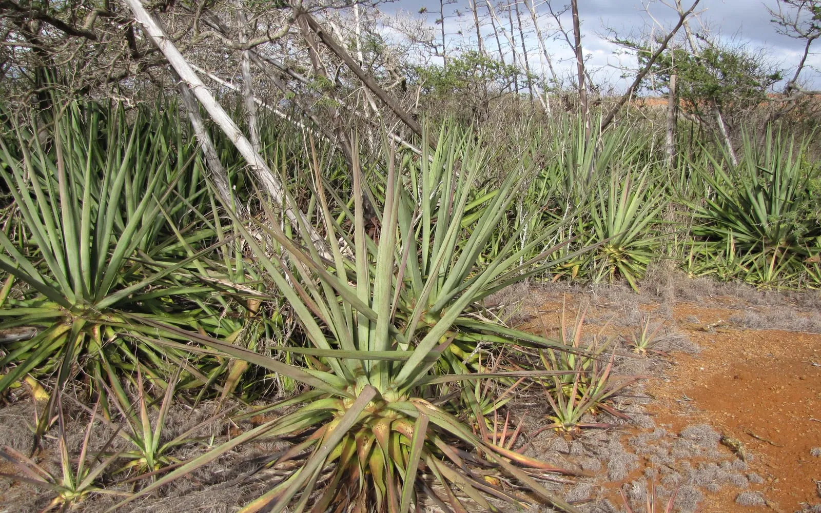 A sisal rosette of stiff sword-shaped leaves growing in bare red earth