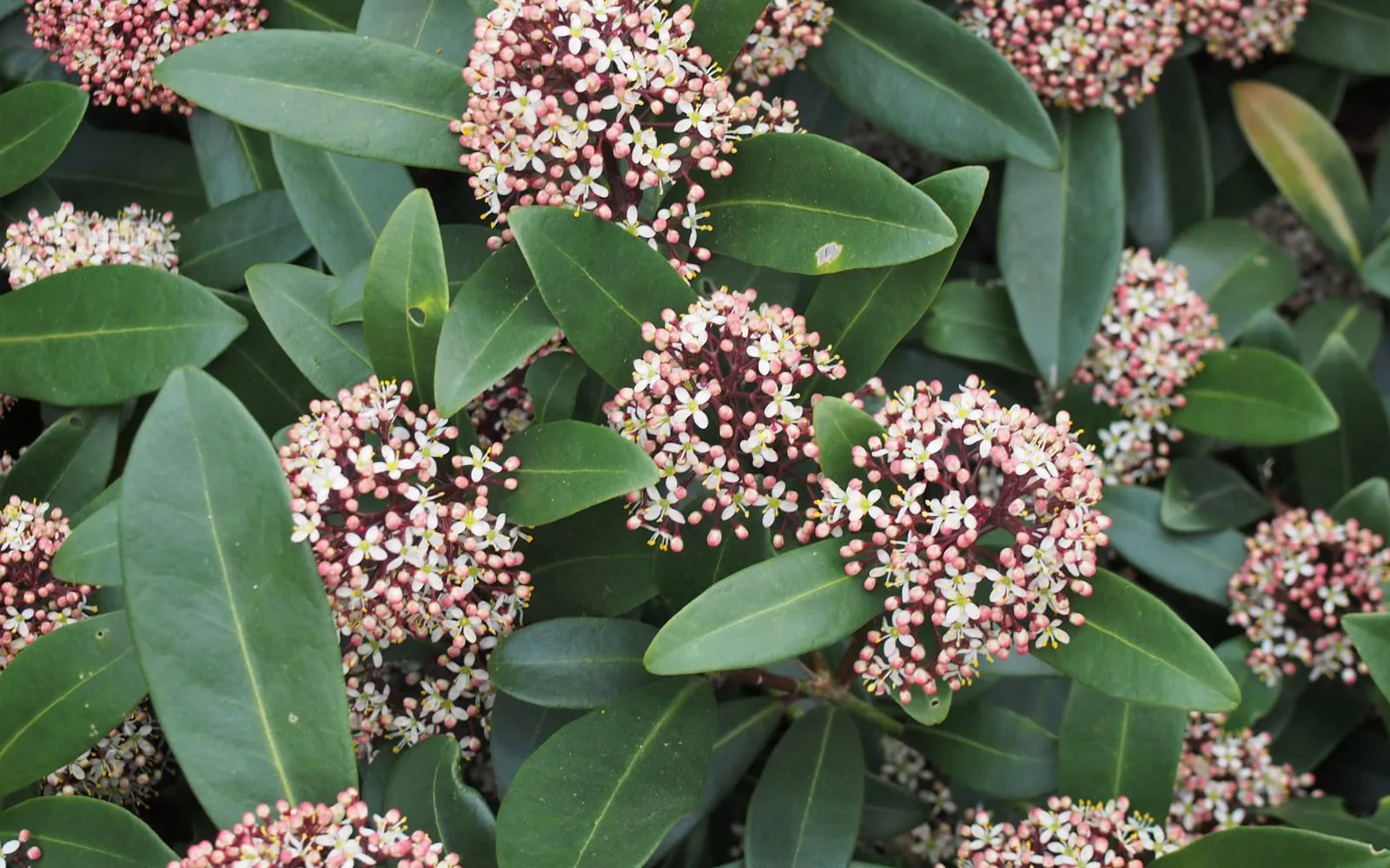 Domed heads of pink skimmia buds opening to small white flowers among glossy dark leaves