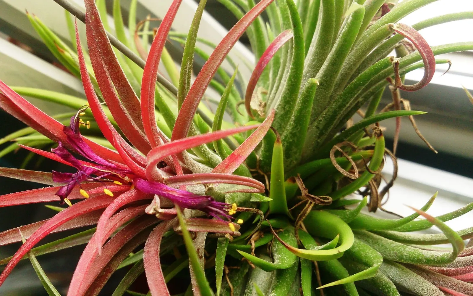 A Tillandsia ionantha rosette blushed bright red at the centre with a tubular violet flower and yellow anthers emerging