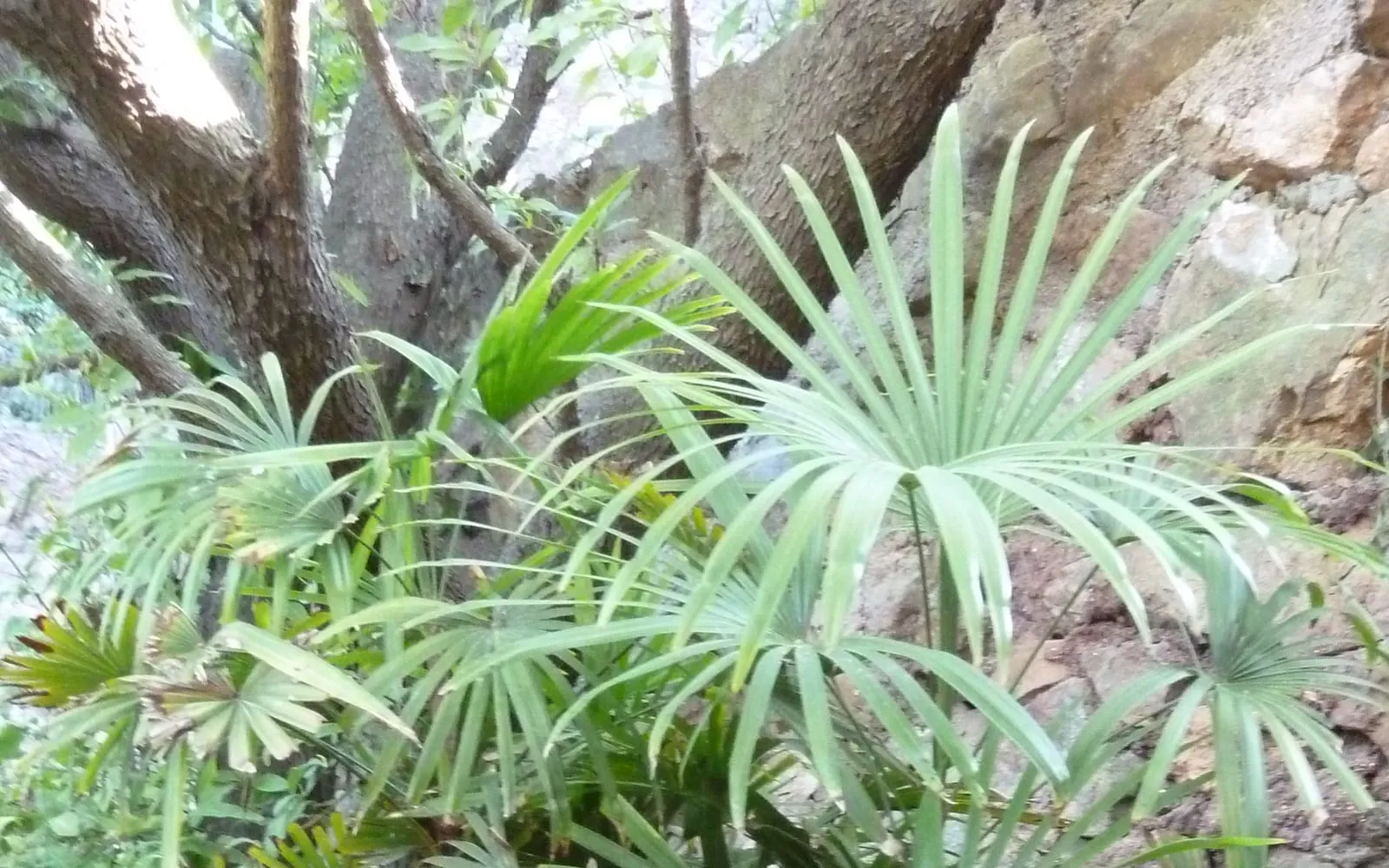 A clump of slender lady palm with multiple thin canes topped by dark green fan-shaped leaflets