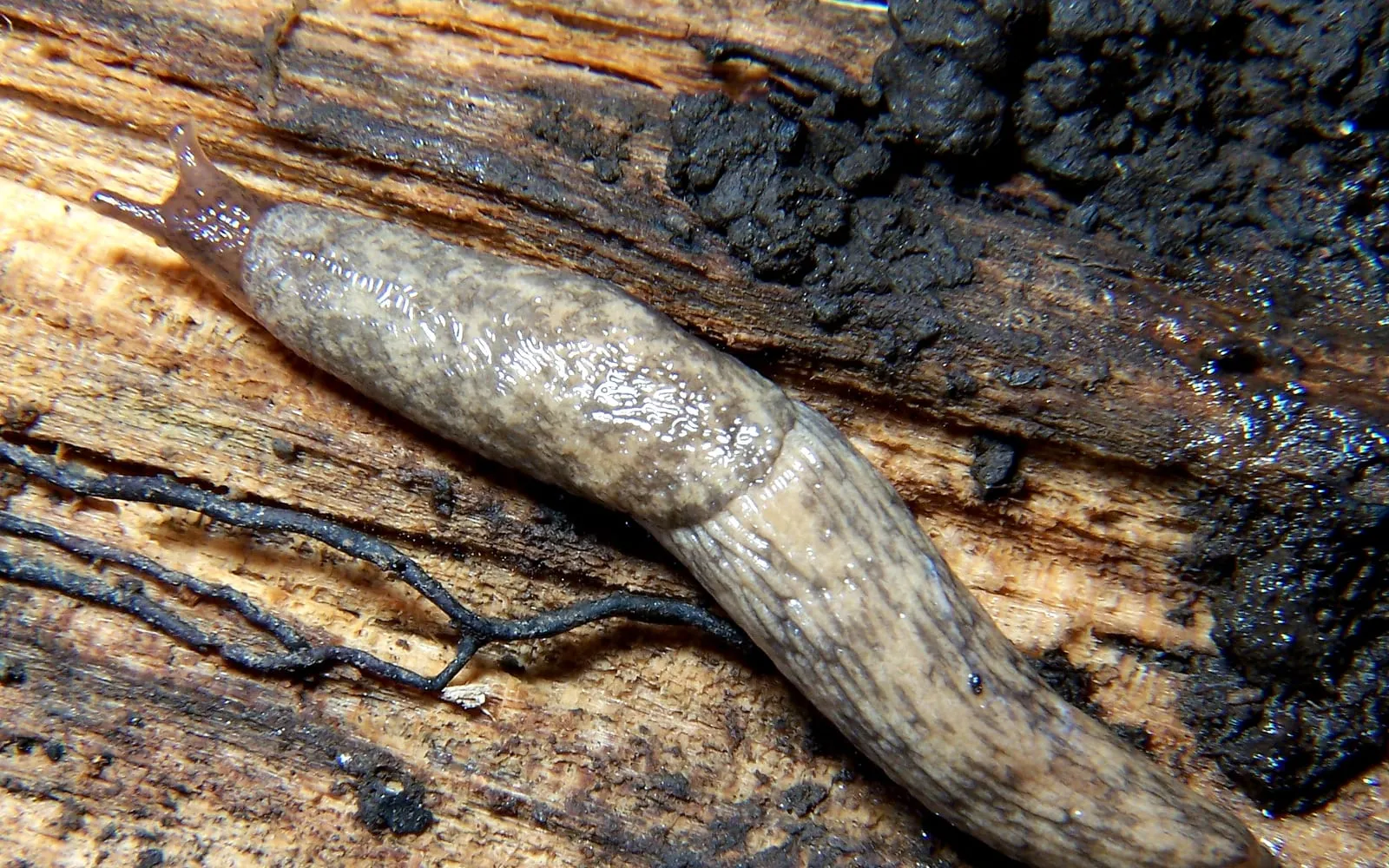 A pale grey-brown mottled slug on damp wood, with a saddle-shaped mantle over the front third of its body