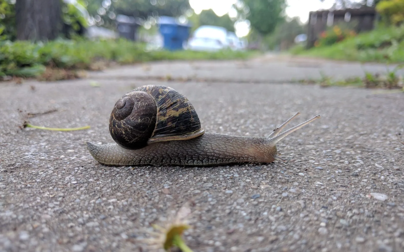 A garden snail with a mottled brown banded shell crossing a paving slab, tentacles extended