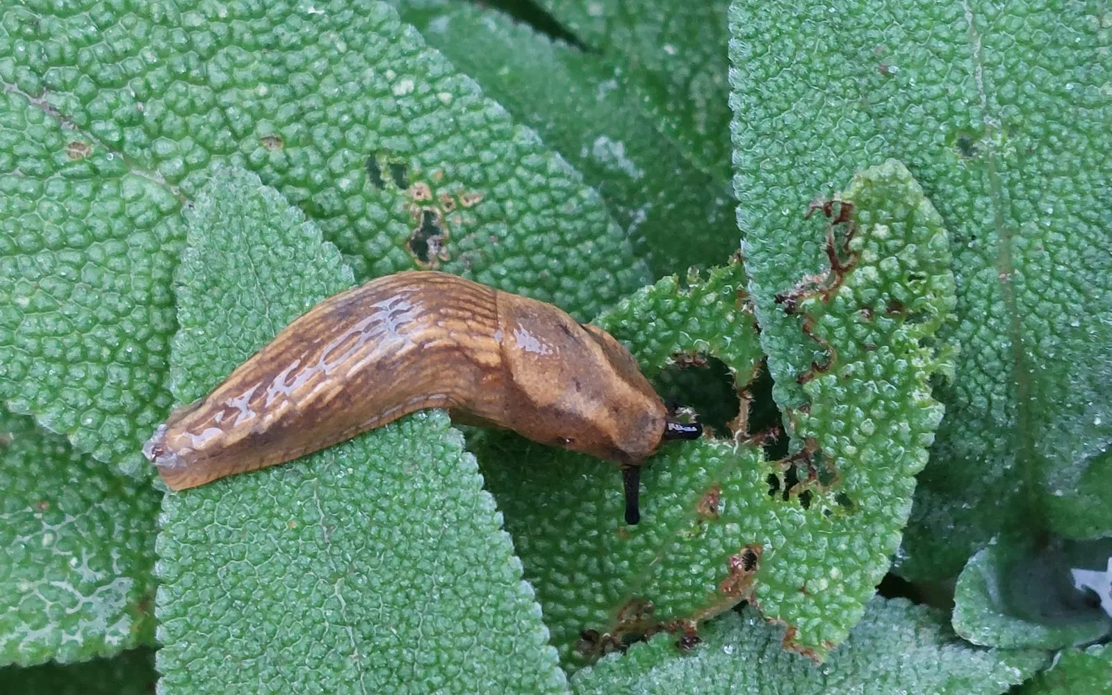 A tan slug on a sage leaf beside irregular holes eaten through the middle of the neighbouring leaves