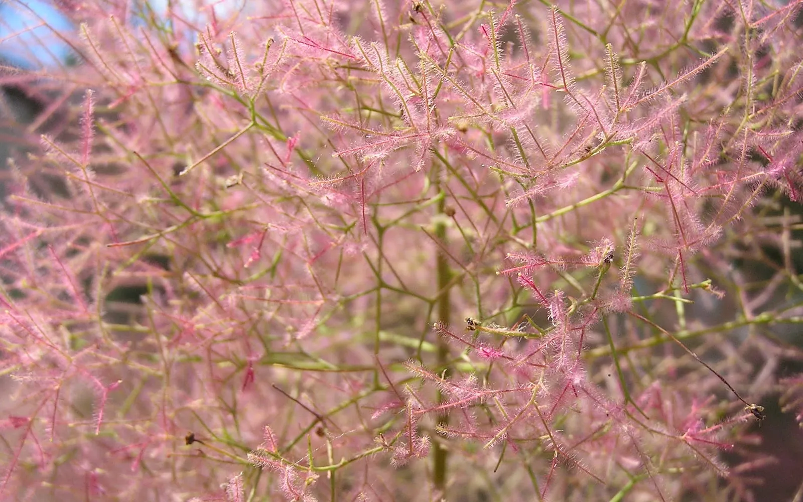 A dense mass of smoke bush's hazy pink flower plumes, formed from the fine, feathery hairs of many sterile flower stalks