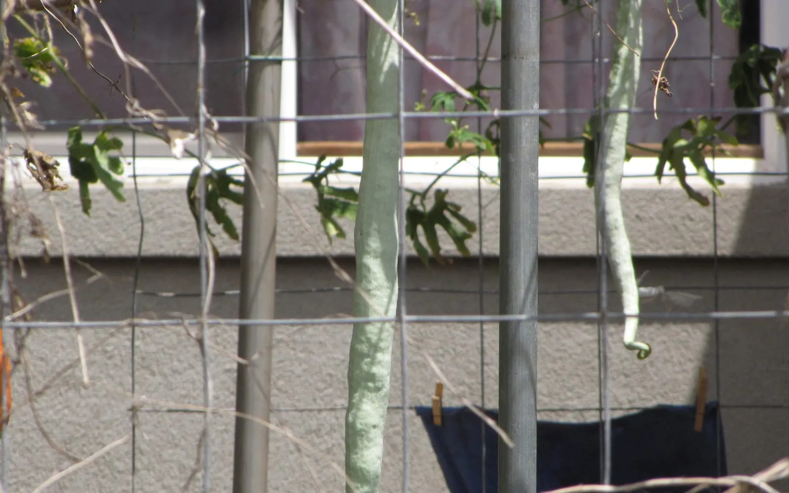 Two long pale snake gourds hanging straight down from a wire frame