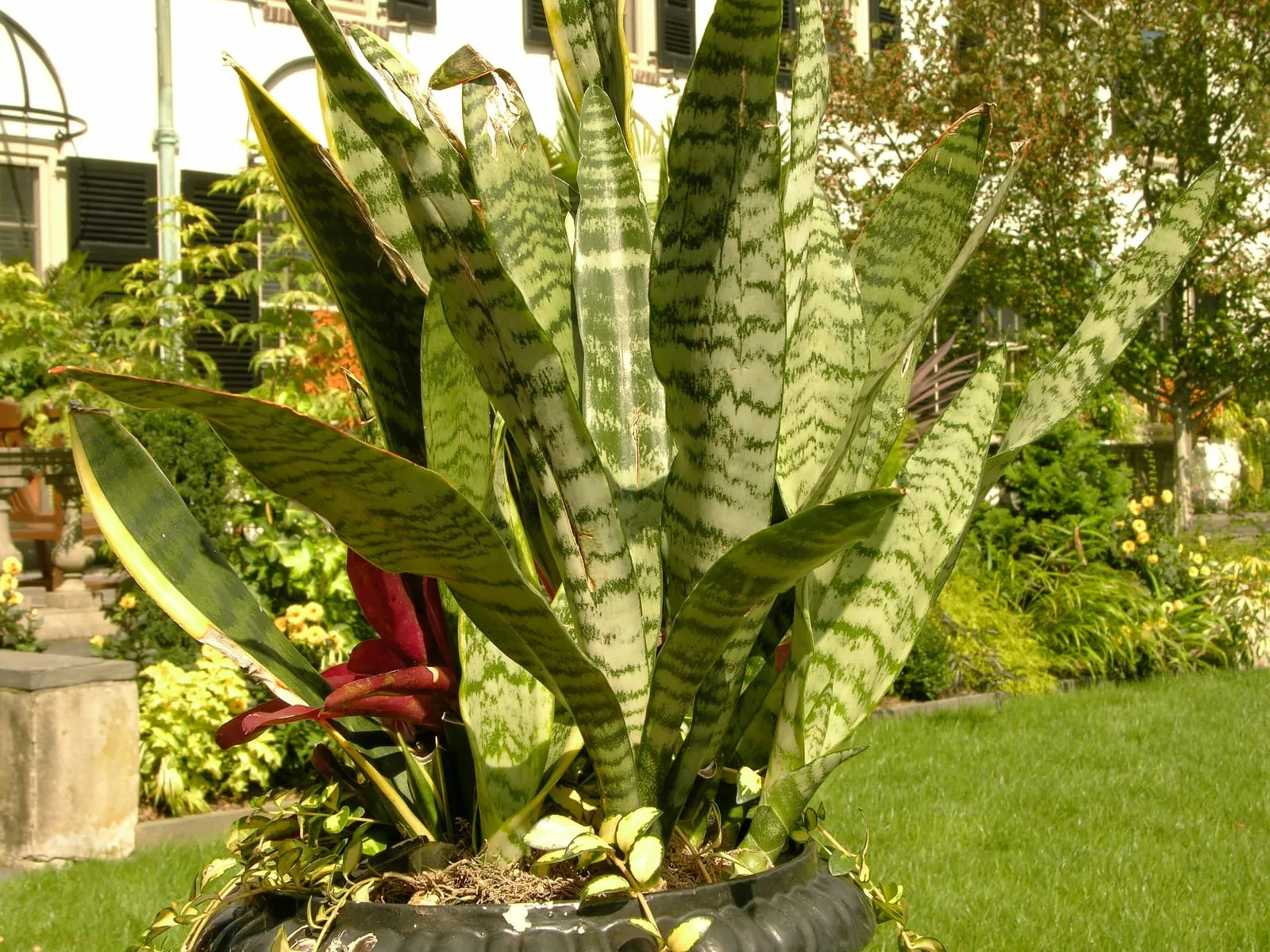 A clump of snake plant with stiff upright sword-shaped leaves banded in dark and pale green