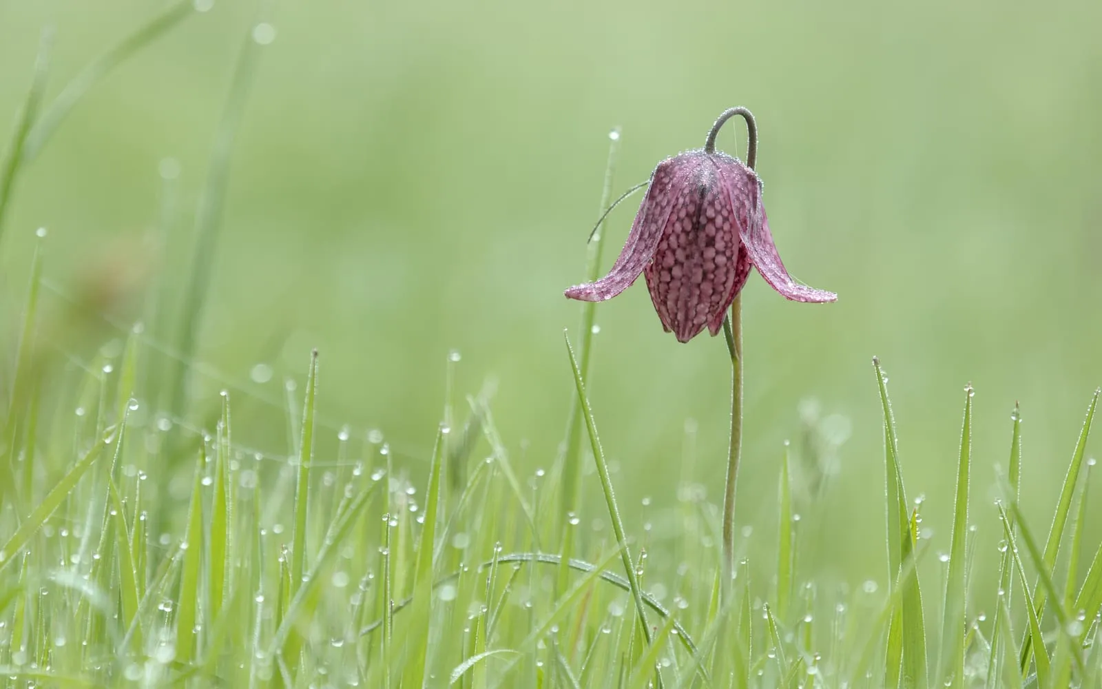 A single nodding snake's head fritillary flower in dewy grass, its purple bell marked all over in a fine chequerboard pattern