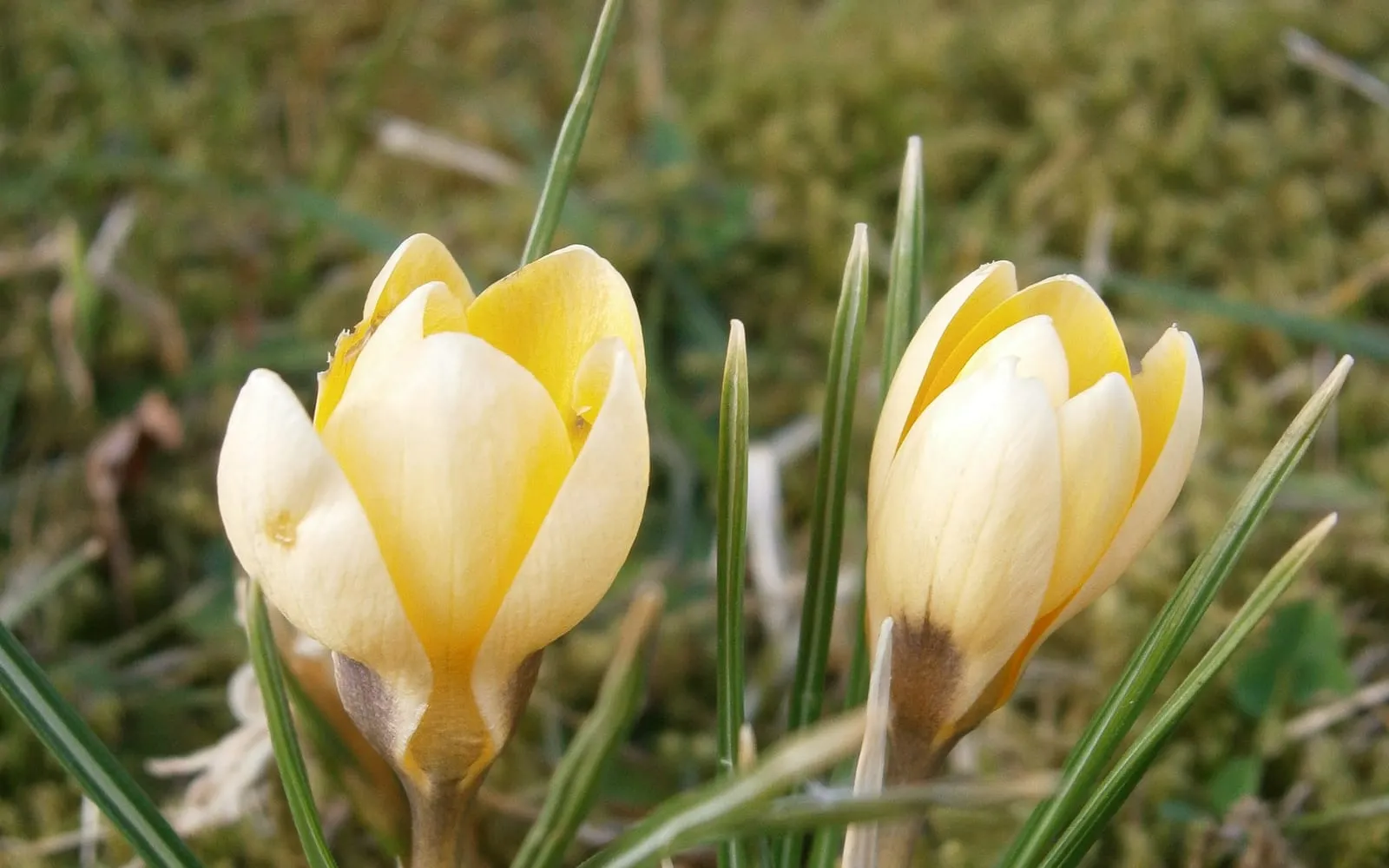 Two cream and gold snow crocus flowers, 'Romance', open among short grass