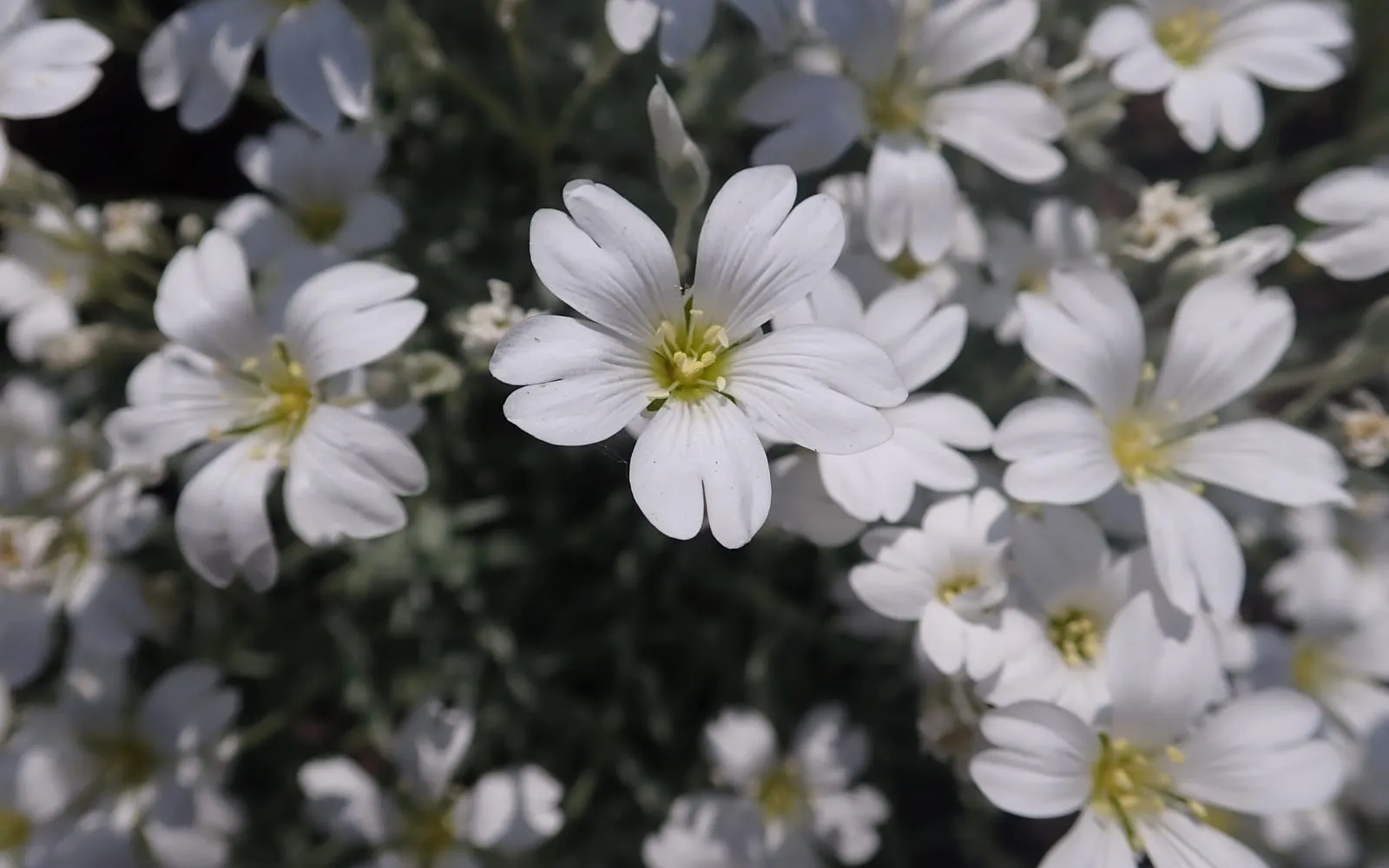 A mat of snow-in-summer covered densely in small white five-petalled flowers with notched tips, almost hiding the silver-grey foliage beneath.