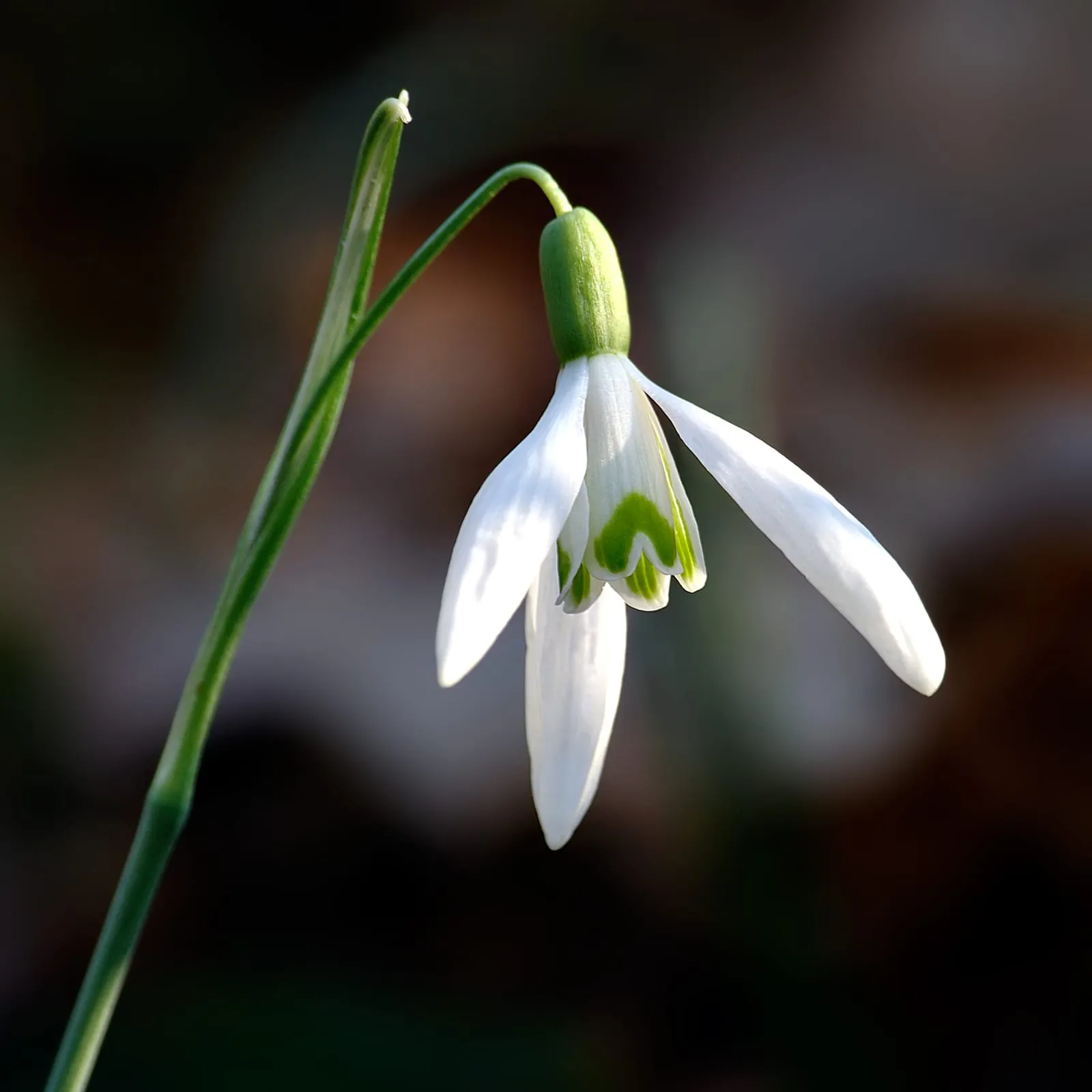 A close view of nodding white snowdrop flowers, each with three long outer petals and green-marked inner petals