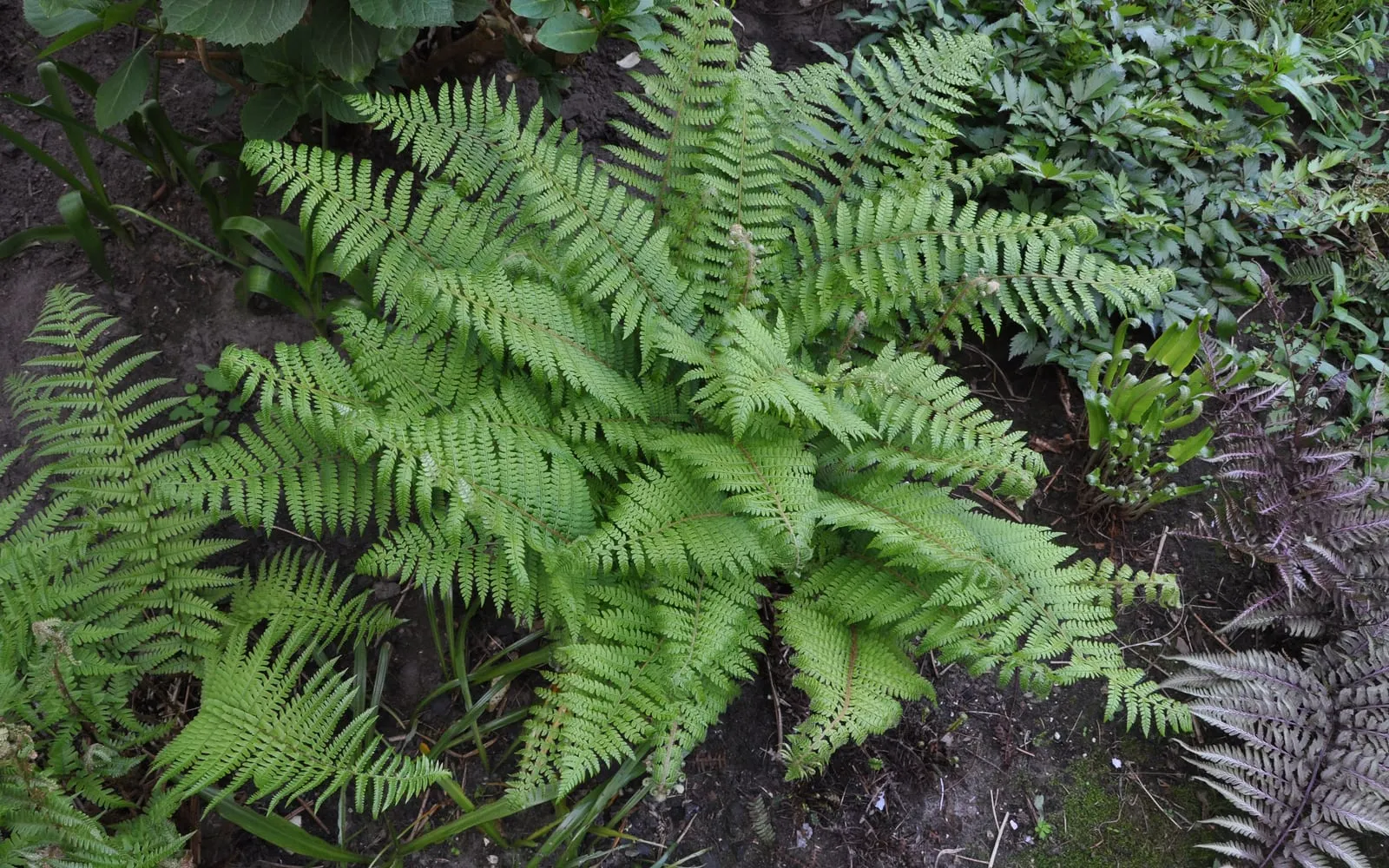 A mature soft shield fern forming a soft, arching rosette of finely cut fronds in a border