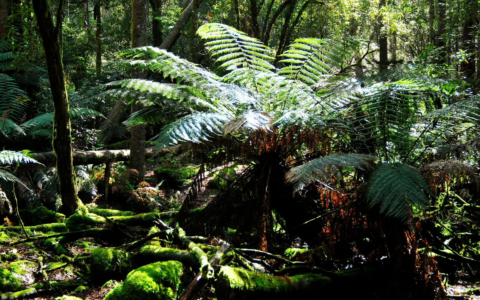 Mature soft tree ferns with thick fibrous trunks and broad crowns of arching fronds, growing in dappled light in a Tasmanian forest