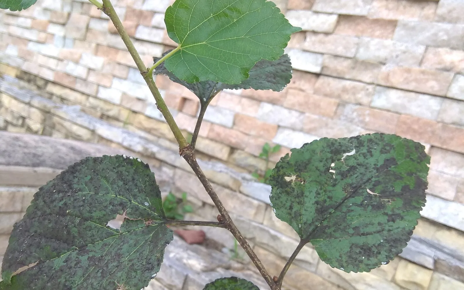 Mulberry leaves on a shoot, most of them coated in a patchy black film, with one clean green leaf at the top