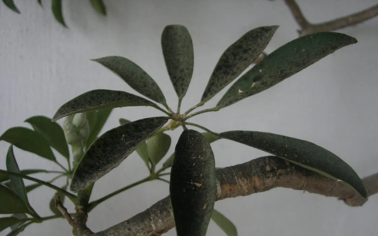 A whorl of glossy Schefflera leaves speckled and coated with black deposit, on a plant against a pale wall