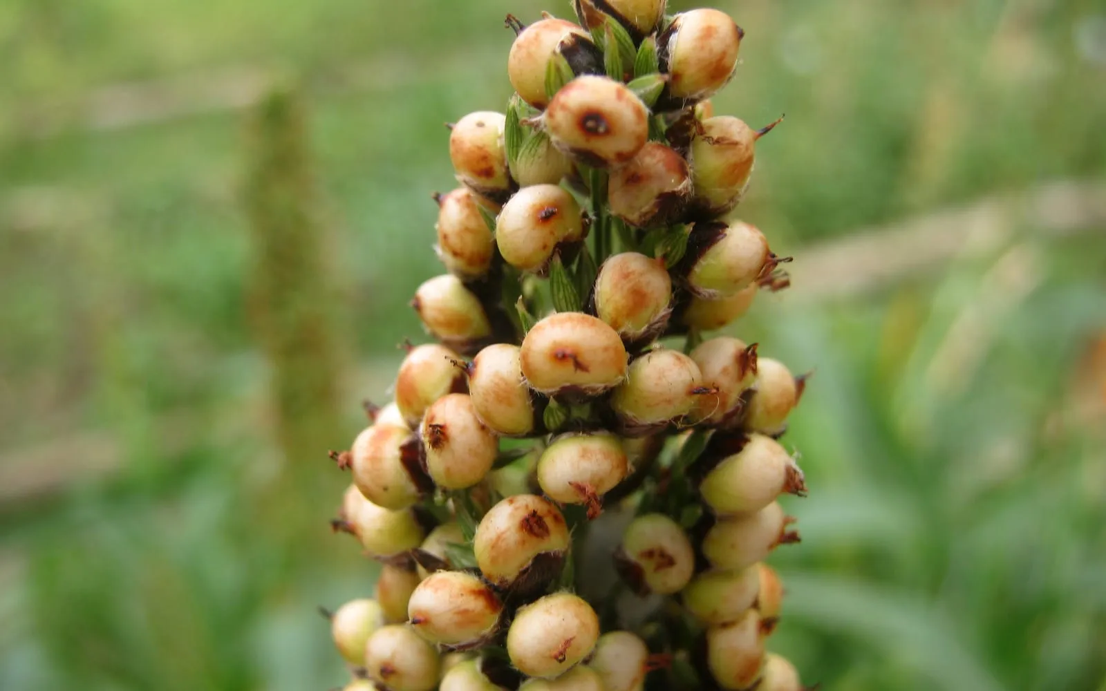 A sorghum panicle carrying rows of plump pale grains