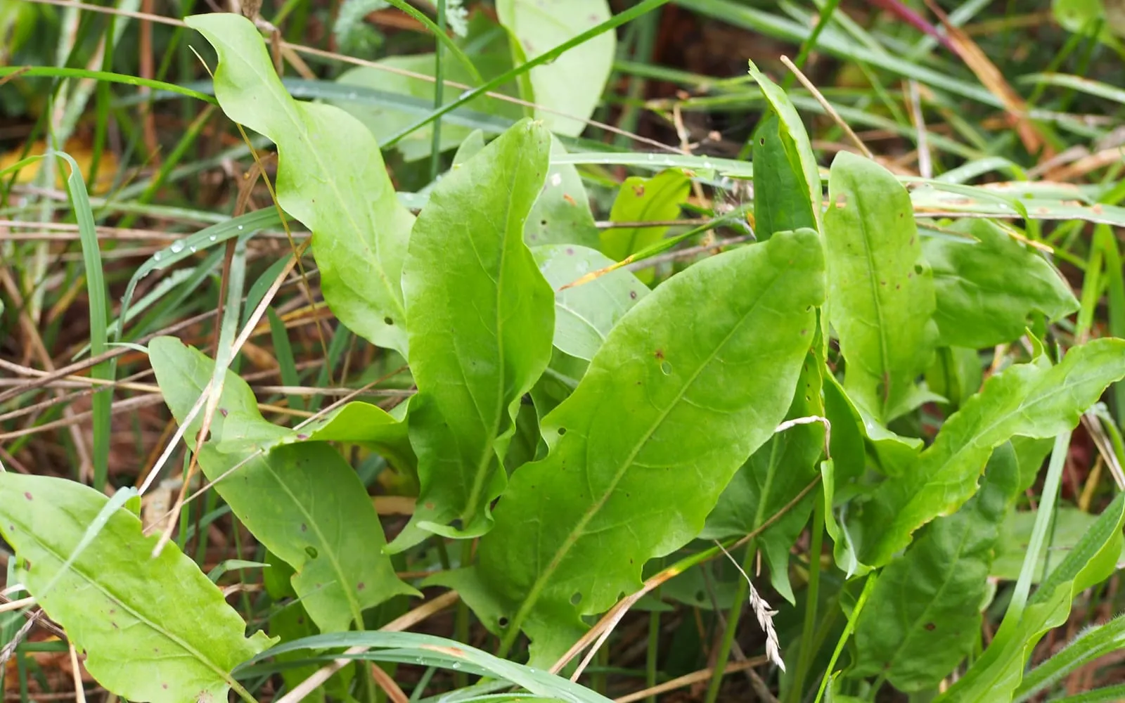 Sorrel growing in rough grass, the leaves oblong with wavy margins and backward-pointing lobes at the base