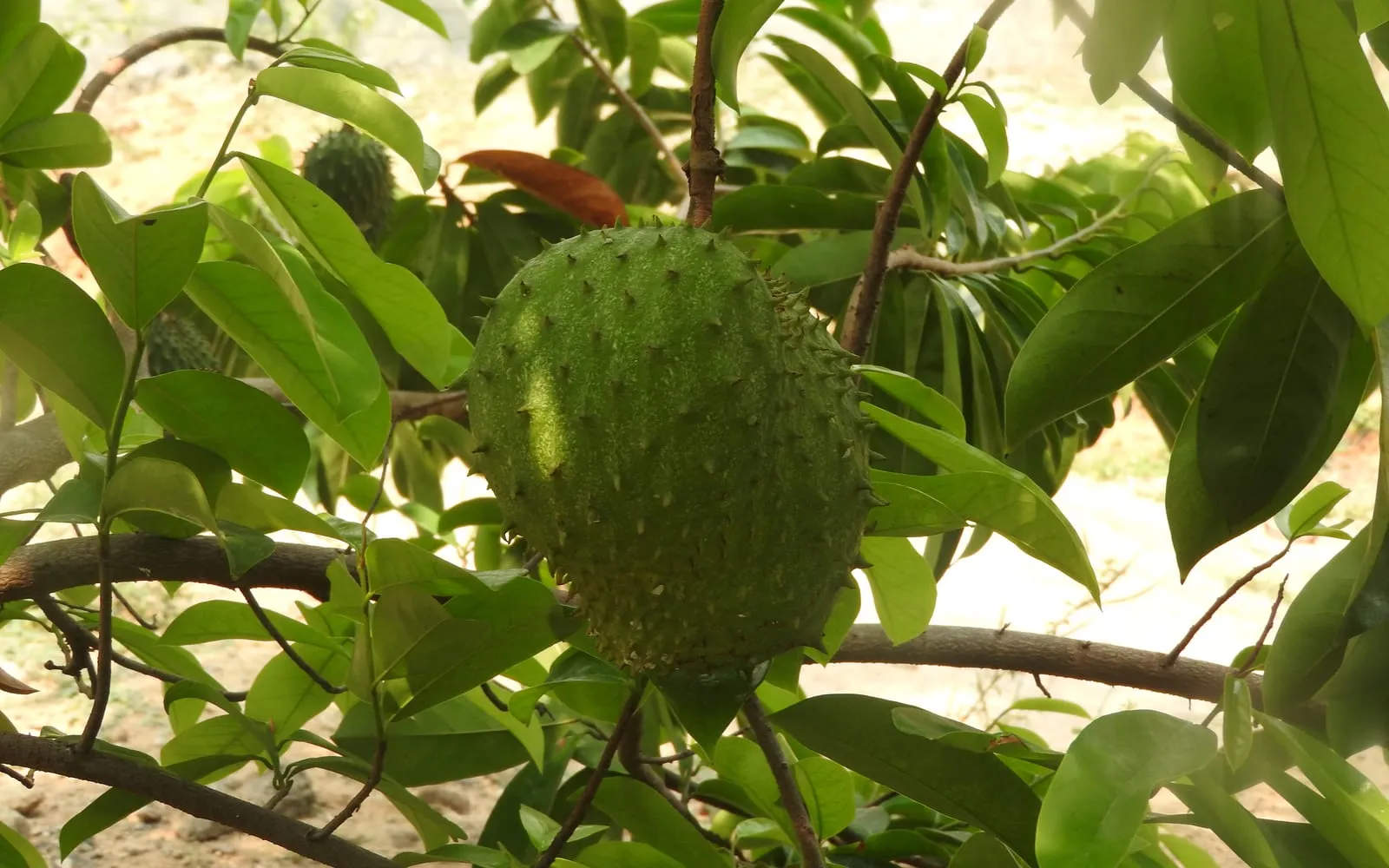 A green soursop hanging in the tree, covered in soft curved spines