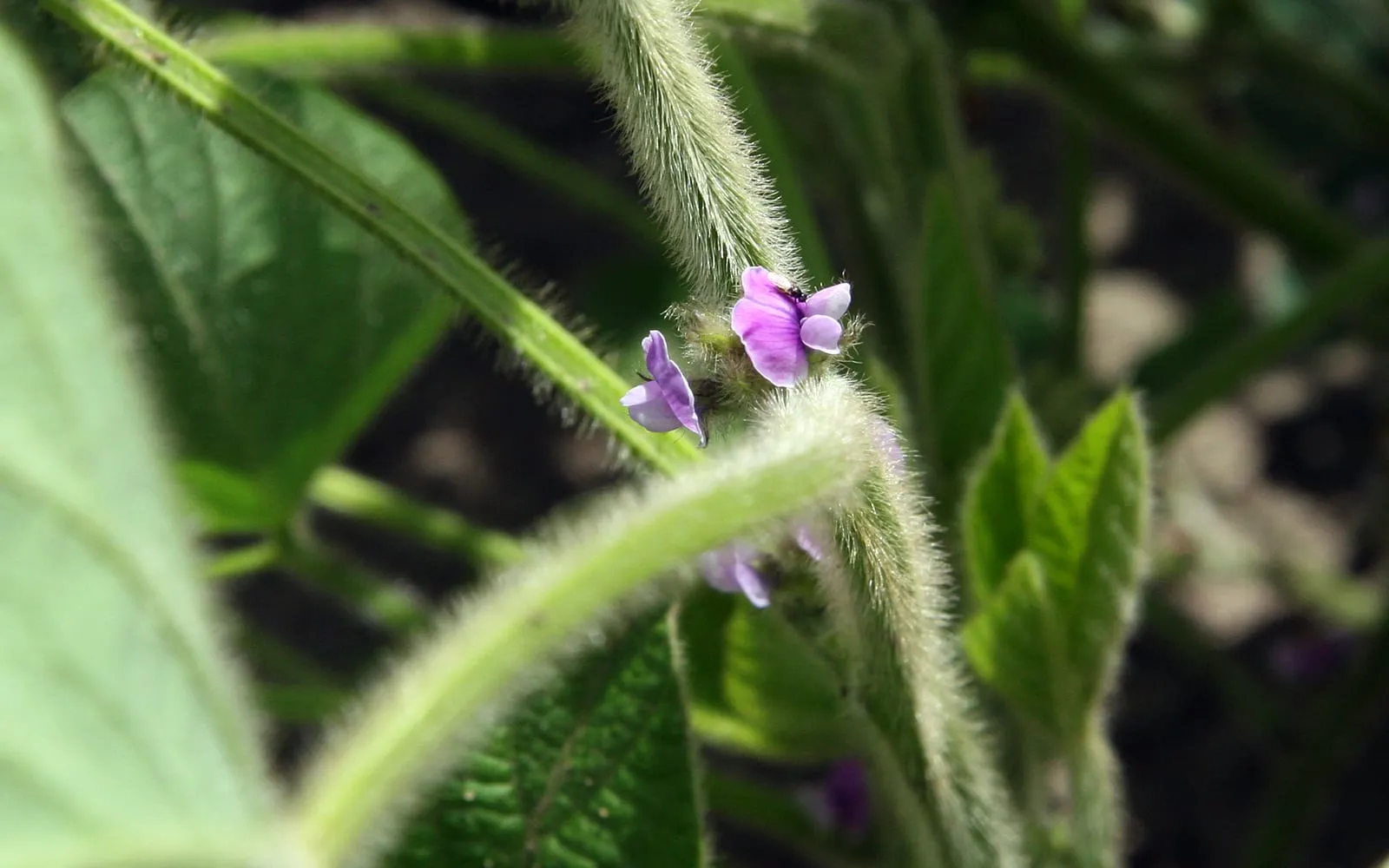 A small purple soya bean flower on a stem covered in dense fine hairs