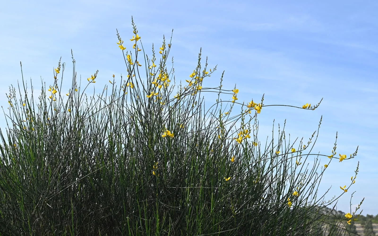 Arching, almost leafless green rush-like stems of Spanish broom carrying scattered bright yellow pea flowers against a blue sky