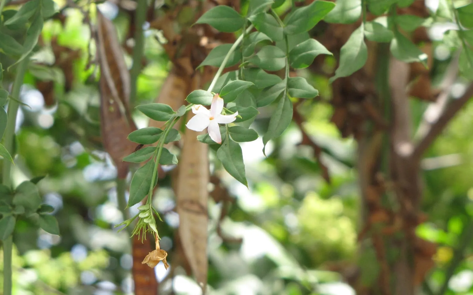A white, star-shaped Spanish jasmine flower flushed pink on the reverse of the petals, among glossy pinnate leaves