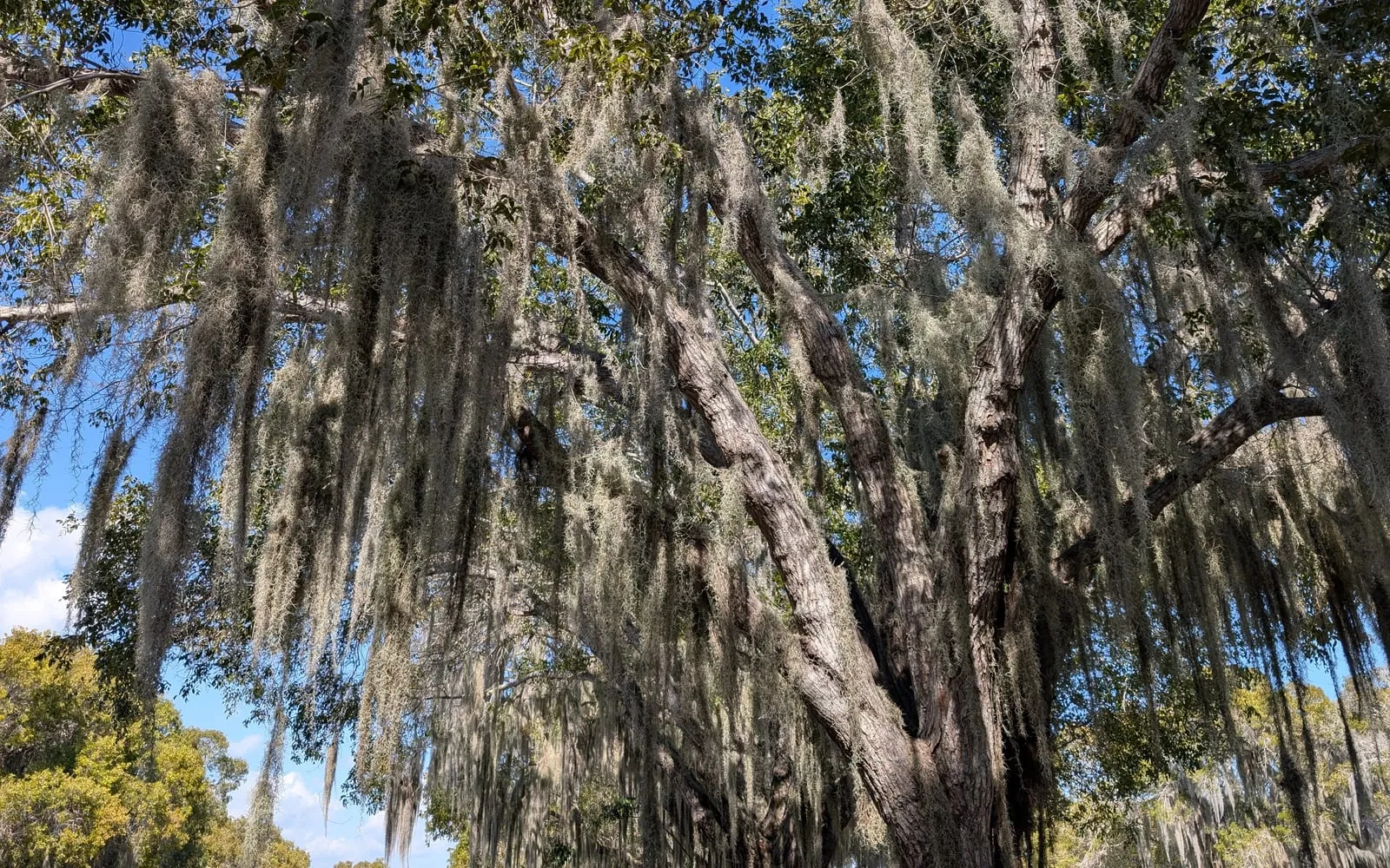 Long grey festoons of Spanish moss hanging from oak branches against a blue sky