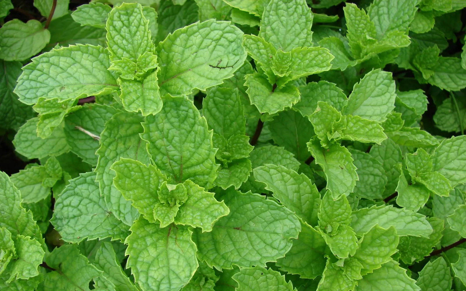 A dense bed of spearmint, the bright green leaves wrinkled, pointed and stalkless