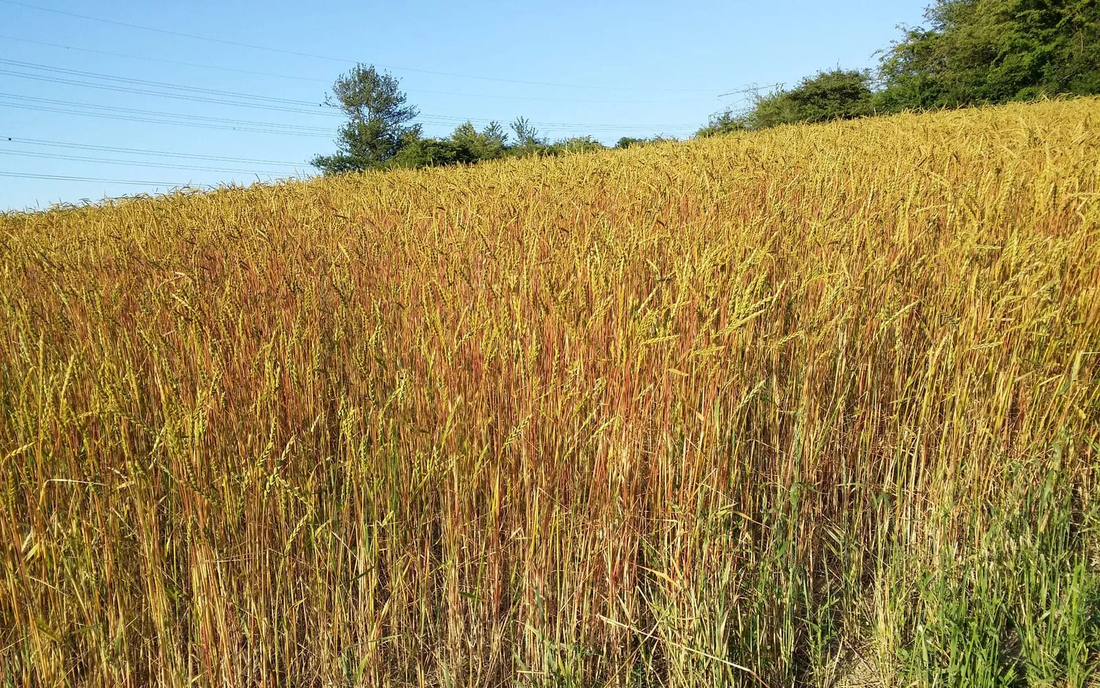 A ripening spelt field, tall and lax, with the ears turning gold