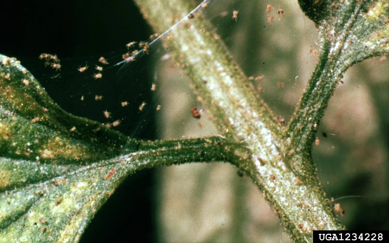 A magnified leaf underside with pale yellow stippling, fine webbing, and dozens of tiny orange mites