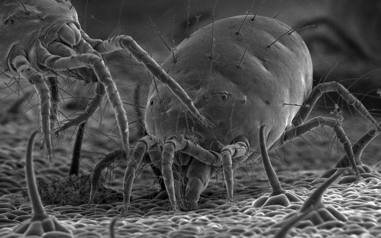 A black and white electron micrograph of two spider mites standing on a leaf surface, each with eight legs and long bristles