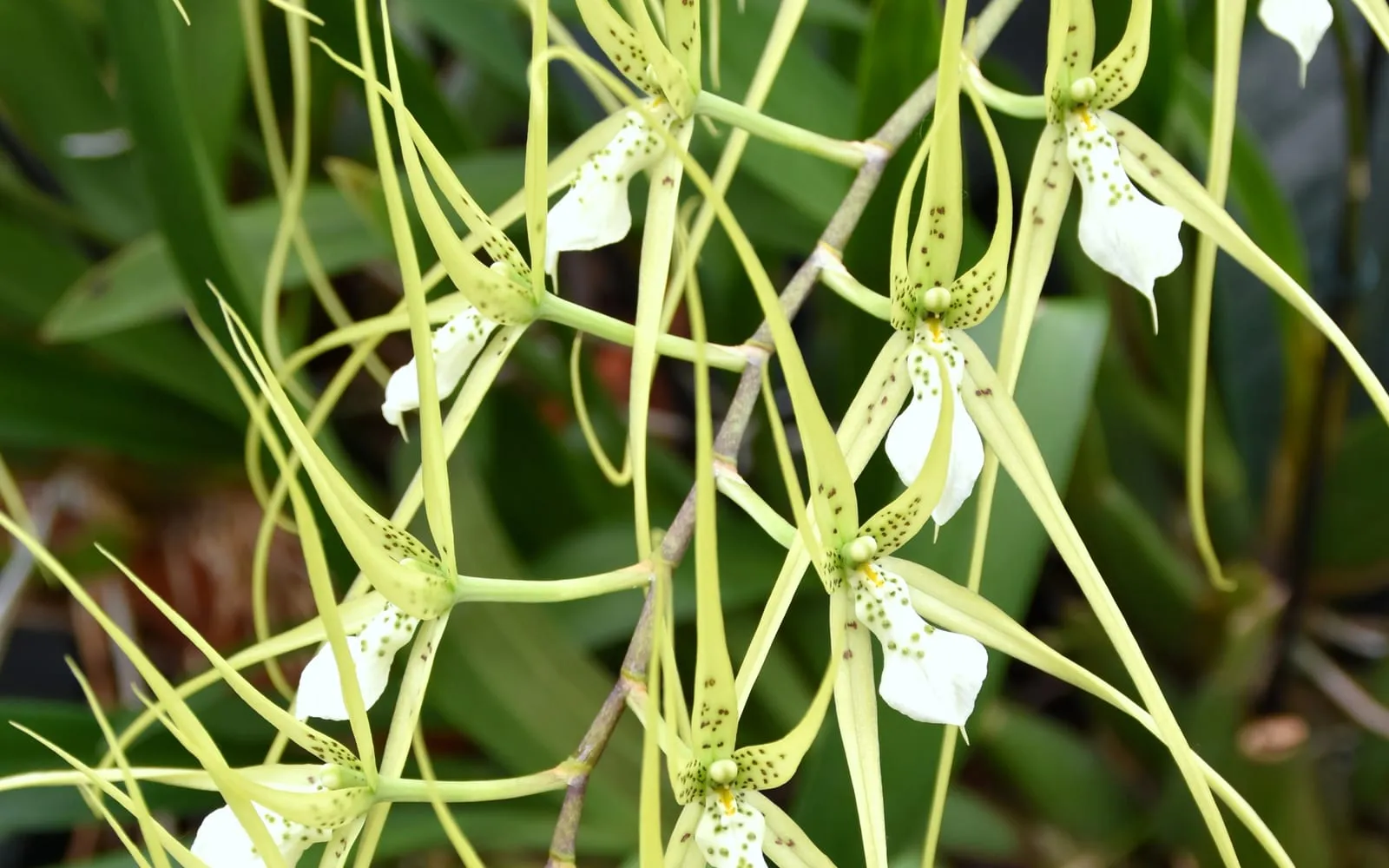 Spider orchid flowers with long, tapering yellow-green petals barred and spotted in brown, each with a small white lip at the centre