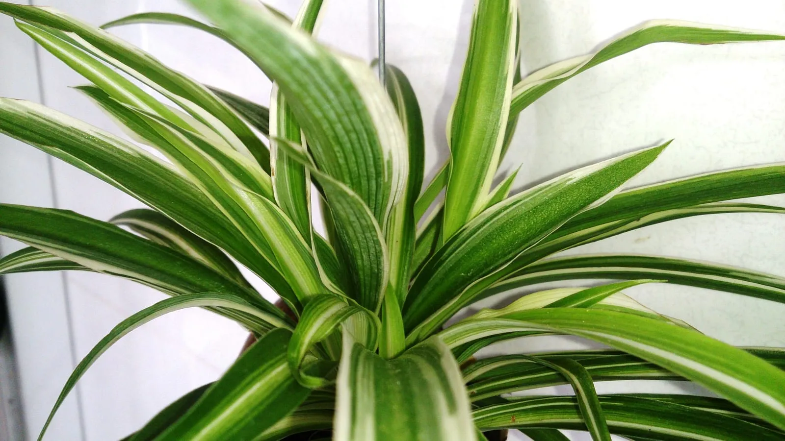A spider plant with arching cream-striped leaves and runners carrying small plantlets
