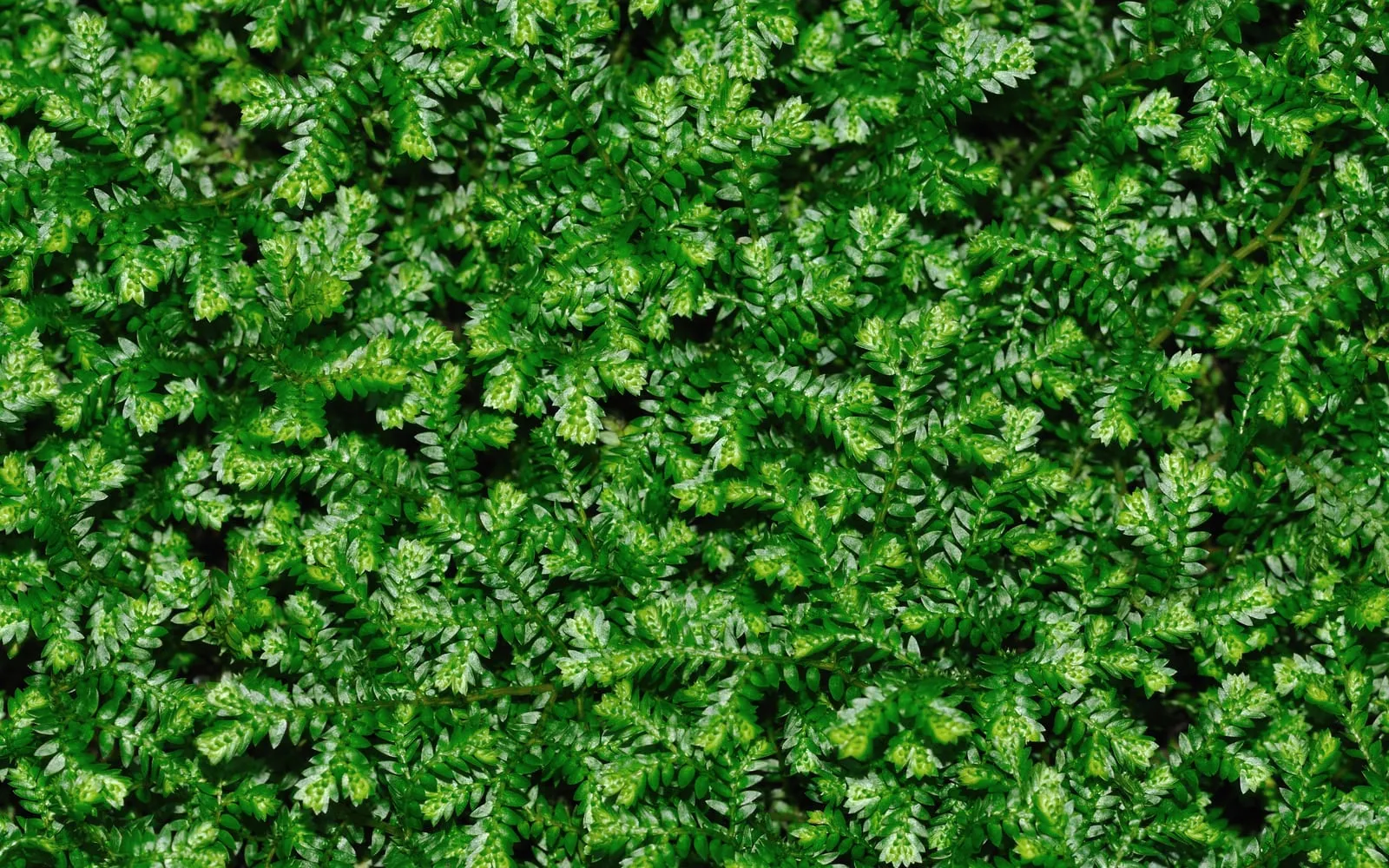A dense creeping mat of bright green spikemoss covering the ground
