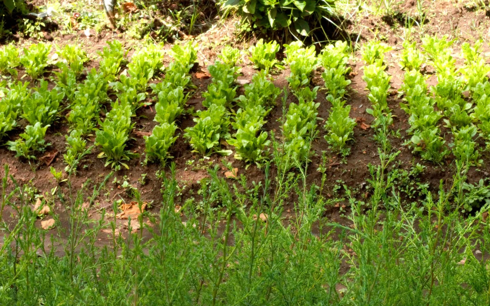 Rows of young spinach plants with broad soft green leaves growing in a prepared bed