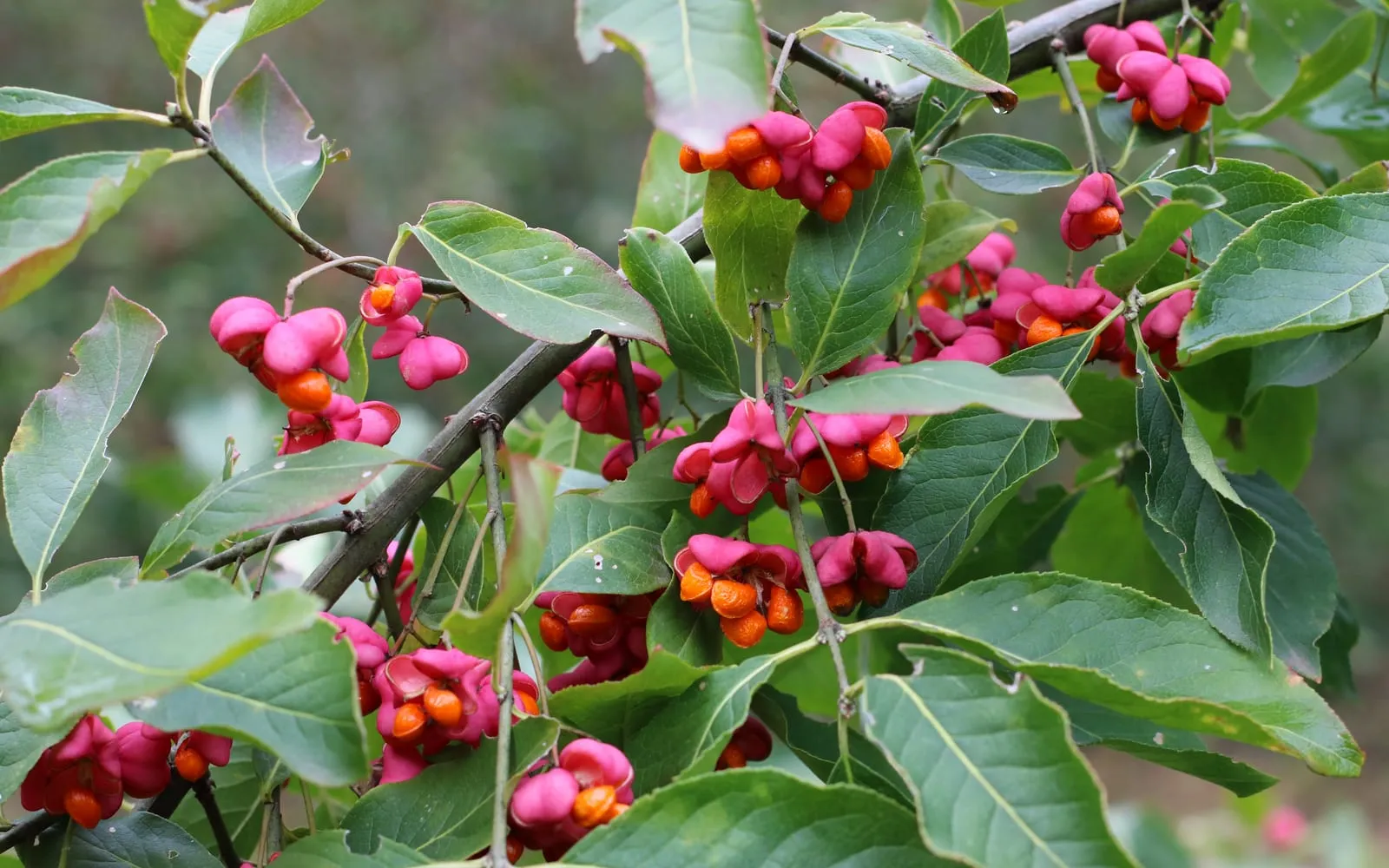 Bright pink four-lobed spindle capsules splitting open to reveal orange seeds among green leaves